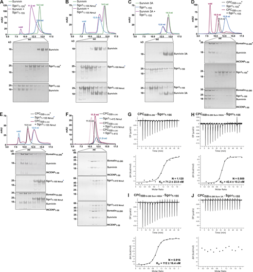 Survivin interaction with Sgo1 N-terminal tail is essential for CPC–Sgo1 assembly. (A–F) SEC profiles (top) and corresponding representative SDS-PAGEs stained with Coomassie (bottom) for the analysis of Survivin and Sgo11–155 interaction (A); Survivin and Sgo11–155 Nmut interaction (B); Survivin 3A and Sgo11–155 interaction (C); CPCISB10–280 and Sgo11–155 interaction (D); CPCISB10–280 and Sgo11–155 Nmut interaction (E); and CPCISB10–280 and Sgo11–415 Nmut interaction (F). A Superdex S200 10/300 GL (Cytiva) column pre-equilibrated with either 25 mM Hepes, pH 7.5, 150 mM NaCl, 5% glycerol, and 4 mM DTT (A–E) or 25 mM Hepes, pH 8, 250 mM NaCl, 5% glycerol, and 2 mM DTT (F) was used. Elution volumes are indicated on top of the chromatogram peaks. For easy direct comparison, control SDS-PAGEs and chromatograms corresponding to Sgo11–155, Sgo11–155 Nmut, and CPCISB 10–280 (marked with an asterisk) are shown in two different panels in A and D, B and E, and D and E, respectively. (G–J) Isotherms for the analyses of Sgo11–155 interaction with CPCISB10–280 (G); CPCISB10–280 K62A (H); CPCISB10–280 H80A (I); and CPCISB10–280 3A (J). The ITC experiments were performed with 16 × 2.5-μl injections of 100 μM CPCISB10–280 variants into 200 μl of 10 μM Sgo11–155 (0.5 μl first injection), 180 s apart, at 20°C. Top panels show raw ITC data; bottom panels show integrated heat data corrected for heat of dilution and fitted to a standard 1:1 binding model (Malvern Instruments MicroCal Origin software, v1.3). DP, differential power; mAU, milli absorbance units. Source data are available for this figure: SourceData F3. Refer to the image caption for details.