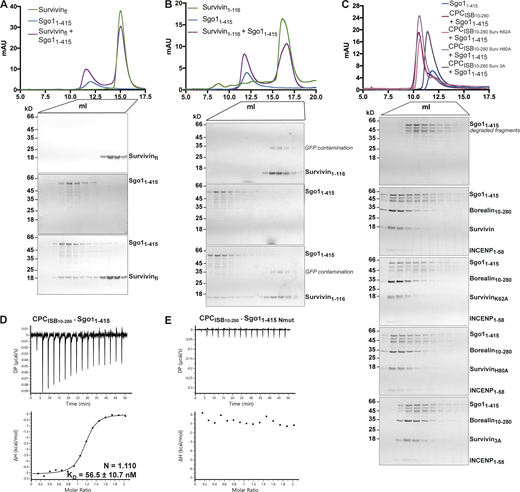 Sgo1–Survivin interaction is essential for CPC–Sgo1 complex formation. (A–C) SEC profiles (top) and corresponding representative SDS-PAGEs stained with Coomassie (bottom) for the analysis of Survivin and Sgo11–415 interaction (A), Survivin1–116 and Sgo11–415 interaction (B), and CPCISB10–280 containing different Survivin mutants and Sgo11–415 interaction (C). For easy direct comparison, control SDS-PAGE and chromatogram corresponding to Sgo11–415 are shown in Figs. S2 A and S4 C. A Superdex S200 10/300 GL (Cytiva) column pre-equilibrated with 25 mM Hepes, pH 8, 250 mM NaCl, 5% glycerol, and 2 mM DTT was used. (D and E) Isotherms for the analyses of CPCISB 10–280 interaction with Sgo11–415 (D) and CPCISB 10–280 interaction with Sgo11–415 Nmut (E). 40 μl of 50 μM CPCISB 10–280 was injected into 200 μl of 5 μM Sgo11–415 or Sgo11–415 Nmut. The ITC experiments were performed with 16 × 2.5-μl injections (0.5 μl first injection), 180 s apart, at 20°C. Top panels show raw ITC data; bottom panels show integrated heat data corrected for heat of dilution and fitted to a standard 1:1 binding model (Malvern Instruments MicroCal Origin software, v1.3). DP, differential power; mAU, milli absorbance units. Source data are available for this figure: SourceData FS2.