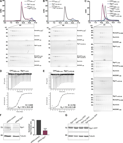 Sgo1 central region does not significantly contribute to CPC binding in vitro. (A–C) SEC profiles (top) and corresponding representative SDS-PAGEs stained with Coomassie (bottom) for the analysis of CPCISB10–280 and Sgo1130–280 interaction (A), CPCISB10–280 and Sgo1130–280 4A interaction (B), and CPCISB10–280 and Sgo11–415 or Sgo11–415 4A interaction (C). For easy direct comparison, control SDS-PAGE and chromatogram corresponding to Sgo11–415 are shown in Figs. S2 A and S4 C. A Superdex S200 10/300 GL (Cytiva) column pre-equilibrated with 25 mM Hepes, pH 8, 150 mM NaCl, 5% glycerol, and 2 mM DTT was used for A and B and 25 mM Hepes, pH 8, 250 mM NaCl, 5% glycerol, and 2 mM DTT was used for C. For easy direct comparison, control SDS-PAGEs and chromatograms corresponding to CPCISB 10–280 (marked with an asterisk) are shown in two different panels, A and B. (D and E) Isotherms for the analyses of CPCISB 10–280 interaction with Sgo11–415 (D) and CPCISB 10–280 interaction with Sgo11–415 4A (E). 40 μl of 100 μM CPCISB 10–280 was injected into 200 μl of 10 μM Sgo11–415 or Sgo11–415 4A. The ITC experiments were performed with 16 × 2.5-μl injections (0.5 μl first injection), 180 s apart, at 20°C. Top panels show raw ITC data; bottom panels show integrated heat data corrected for heat of dilution and fitted to a standard 1:1 binding model (Malvern Instruments MicroCal Origin software, v1.3). (F) Representative immunoblot for the analysis of Sgo1 levels upon Sgo1 depletion using siRNA oligonucleotides. Quantification of Sgo1/Tubulin ratio using uncalibrated OD values (normalized Sgo1/Tubulin ratio for siRNA Sgo1 is 28.8 ± 6.6). Three independent experiments; mean ± SD; unpaired two-sided t test; ****, P ≤ 0.0001. (G) Representative immunoblot of Sgo1-GFP constructs (Sgo1-GFP, Sgo1Nmut-GFP, Sgo14A-GFP, or Sgo1Nmut/4A-GFP) showing comparable expression levels. DP, differential power; mAU, milli absorbance units. Source data are available for this figure: SourceData FS4.