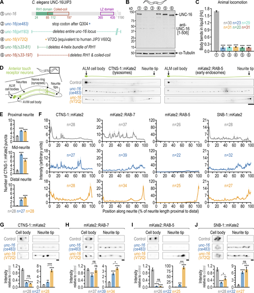 Displacing dynein light intermediate chain from C. elegans UNC-16/JIP3 through the UNC-16 V72Q mutation results in accumulation of endo-lysosomal organelles at the neurite tip of touch receptor neurons. (A) Top: Domain organization of the C. elegans UNC-16/JIP3 N-terminal region. Residue numbers correspond to isoform e (UniProt entry P34609-1). Bottom: Description of unc-16 mutants affecting the UNC-16 N-terminal region that are characterized in this study. (B) Immunoblot of adult C. elegans lysates using an affinity-purified rabbit polyclonal antibody raised against UNC-16 residues 1–506. The membrane was reprobed with an anti-α-tubulin antibody as a loading control. Molecular weight is in kilodaltons (kD). (C) Locomotion of animals at the young adult stage, assessed by determining body bending frequency (mean ± SEM) in liquid medium. n denotes the number of animals examined. Statistical significance (wild-type N2 control versus unc-16 mutants) was determined by ANOVA on ranks (Kruskal-Wallis nonparametric test) followed by Dunn’s multiple comparison test. ****P < 0.0001. (D) Left: Location of the C. elegans anterior touch receptor neurons. ALM and AVM are the anterior lateral and anterior ventral mechanosensory neurons, respectively, which extend processes into the nose and the nerve ring. There are two ALM neurons, which are equivalent for the purpose of this study. Note that the neurite tip does not contain synapses, which are instead located in the nerve ring and were not imaged in this study. Right: Fluorescence images (maximum intensity z-stack projection, inverted grayscale) of the ALM neuron in L4 animals expressing a transgene-encoded marker for lysosomes (CTNS-1::mKate2) or early endosomes (mKate2::RAB-5) in touch receptor neurons. Scale bar, 20 µm. (E) Number of CTNS-1::mKate2 puncta (mean ± SEM) in the first quarter of ALM neurite length after the cell body (proximal neurite), the middle two quarters (mid-neurite), and the last quarter (distal neurite). n denotes the number of neurites examined (1 per animal). Statistical significance (control versus unc-16 mutants) was determined as described for C. ****P < 0.0001. (F) Fluorescence intensity profiles (mean ± SEM) along the ALM neurite in L4 animals expressing mKate2-tagged markers for endo-lysosomal organelles or synaptic vesicle precursors. n denotes the number of neurites examined (1 per animal). (G–J) Top: Fluorescence images (maximum intensity z-stack projection, inverted grayscale) of the ALM cell body and neurite tip. Scale bars, 2 µm. Bottom: Integrated fluorescence intensity (mean ± SEM, normalized to control) in the ALM cell body and the last 20 µm of the distal neurite (neurite tip). n denotes the number of neurites examined (1 per animal). Statistical significance was determined as described for C. ****P < 0.0001; ***P < 0.001; **P < 0.01; *P < 0.05; ns = not significant, P > 0.05. Source data are available for this figure: SourceData F4.