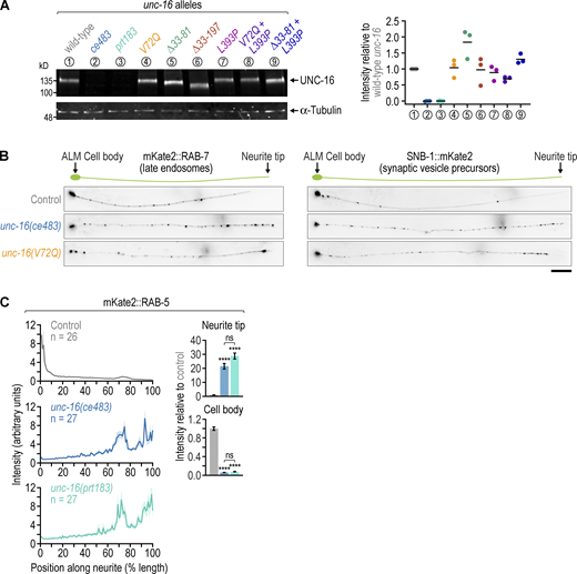 Mutant UNC-16 levels are comparable to WT; late endosomes but not synaptic vesicle precursors are distributed differently in unc-16(ce483) versus unc-16(V72Q); unc-16(ce483) is a null mutant. (A) Fluorescent immunoblot of adult C. elegans lysates with an antibody against UNC-16 (left) and corresponding quantification of the UNC-16 signal in unc-16 mutants (right). Individual measurements and the average (horizontal bar) of three immunoblots are shown. α-tubulin was used as the loading control. Molecular weight is in kilodaltons (kD). (B) Fluorescence images (maximum intensity z-stack projection, inverted grayscale) of the ALM neuron in L4 animals expressing a transgene-encoded marker for late endosomes (mKate2::RAB-7) or synaptic vesicle precursors (SNB-1::mKate2) in touch receptor neurons. Scale bar, 20 µm. (C) Left: Fluorescence intensity profiles (mean ± SEM) along the ALM neurite in L4 animals expressing a transgene-encoded marker for early endosomes (mKate2::RAB-5). Right: Integrated fluorescence intensity (mean ± SEM, normalized to control) in the ALM cell body and the last 20 µm of the distal neurite (neurite tip). n denotes the number of neurites examined. Statistical significance was determined by ANOVA on ranks (Kruskal-Wallis nonparametric test) followed by Dunn’s multiple comparison test. ****P < 0.0001; ns = not significant, P > 0.05. Source data are available for this figure: SourceData FS4. Refer to the image caption for details.