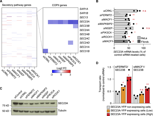 The transport defect phenotype is caused by the downregulation of SEC23A. (A) Differential expression analysis of a subset of 595 manually curated secretory pathway genes for the indicated knockdowns (48 h) compared with control siRNA. The zoomed-in region highlights the COPII genes. (B) RT-qPCR quantification of SEC23A levels after 48 h of knockdown with the indicated siRNAs. Bars represent averages of three independent experiments, and dots, the individual values. The dark gray bar represents SEC23A levels after 48 h of MACF1 siRNA treatment in human lung fibroblasts. (C) Western blot analysis of SEC23A protein levels after 48 h of depletion with the indicated siRNAs. α-Tubulin was used as a loading control. (D) SEC23A rescue experiment. Cells were cotransfected with the indicated siRNAs and a cDNA encoding SEC23A-YFP. After 60 h of transfection, the VSVG assay was performed. Based on the intensity of the YFP channel, cells were divided into non-expressing, low-expressing, and high-expressing. Bars represent averages of three independent experiments, and dots, the individual values. Statistical significance: *, P < 0.05 and **, P < 0.01 compared with control, Student’s t test. Source data are available for this figure: SourceData F3. Refer to the image caption for details.