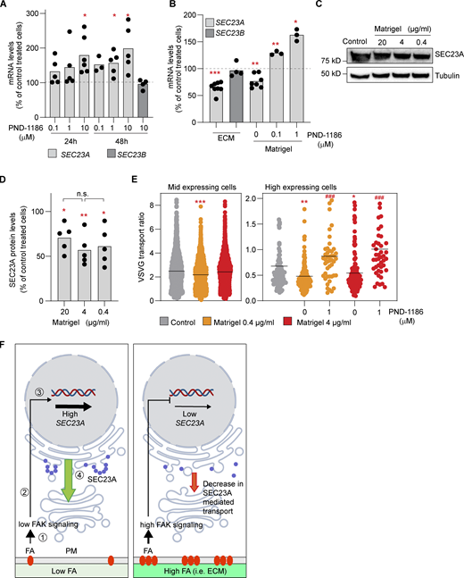 FAK signaling and cell adhesion to ECM are connected to SEC23A expression. (A)SEC23A and SEC23B mRNA levels were assessed by RT-qPCR after treatment with the FAK inhibitor PND-1186 for the indicated times at the indicated concentrations. (B)SEC23A and SEC23B mRNA levels were assessed by RT-qPCR after 48 h of plating cells in dishes coated with fibroblast-derived ECM or Matrigel (4 µg/ml) and treated with the FAK inhibitor PND-1186 for 24 h at the indicated concentrations. (C) Western blot analysis of SEC23A protein levels after 72 h of plating cells in dishes covered with the indicated concentrations of Matrigel. (D) Quantification of the Western blots. (E) VSVF transport experiment. Cells were plated at the indicated concentration of Matrigel, and the VSVG was performed 72 h later. Some dishes were treated with PND-1186 48 h before the VSVG release. Cells were divided according to the level of expression of VSVG. A minimum of 50 cells per condition were analyzed. (F) Model representing the proposed relationship between adhesion, FA signaling, and SEC23A. (1) Interaction of cells with ECM or substrate through FAs. (2) Activation of FAK and a downstream signaling cascade. (3) Transcriptional regulation of SEC23A. (4) SEC23A-mediated ER-to-Golgi transport. In a condition of low FAs or low FAK signaling (left), SEC23A gene expression is not repressed. SEC23A levels are high (blue circles) and SEC23A-dependent transport proceeds normally (green arrow). In a condition of high FA or high FAK signaling (right) the repression is more prominent, and SEC23A levels decrease, possibly affecting SEC23A-dependent transport. The elements of the signaling cascade and the transcriptional regulation remain to be identified. For the experiments presented in B–D, dots represent values obtained from independent experiments, and the bar, the mean value per condition. For E, dots represent the values per cell, and the lines represent the mean value per condition. Statistical significance: *, P < 0.05; **, P < 0.01; ***, P < 0.001 compared with control; ###, P < 0.001 compared with untreated cells, Student’s t test. In D, n.s., non significant, by one-way ANOVA among different Matrigel concentrations. Source data are available for this figure: SourceData F5.