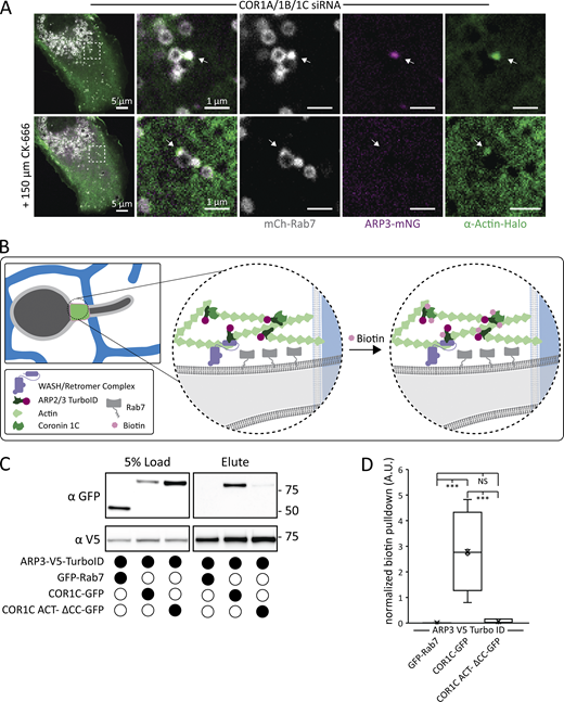 COR1C regulates ARP2/3 complex activity at the endosome bud. (A) Representative images of COS-7 cells cotransfected with COR1A/1B/1C siRNAs to deplete all type I coronins and with mCh-Rab7 (LE, gray), α actin-Halo (green), and ARP3-mNG (magenta). Buds with extended actin (at arrow) were tracked before and after addition of an ARP2/3 complex inhibitor (150 μM CK-666) in merged magnified insets on right (5 × 5 μm). n = 10 cells. (B) Diagram of the ARP3-V5-TurboID biotinylation experiment. HeLa cells were cotransfected with ARP2/3-V5-TurboID and GFP-Rab7, COR1C-GFP, or COR1C-ACT– ΔCC-GFP and treated with biotin, and then biotinylated proteins were bound and eluted from α-biotin beads. (C) Representative V5 and GFP immunoblot from experiment in B shows high levels of biotinylation for full-length COR1C compared with COR1C mutant or Rab7 control. (D) Quantification of immunoblot, as shown in C. Pulldown numbers were calculated by normalizing elute signal with the load signal, performed in triplicate. Statistical analyses were performed with one-way ANOVA, P value from Tukey’s test: ***, P < 0.001. Scale bars for whole cell = 5 μm; insets = 1 μm. Source data are available for this figure: SourceData F4.