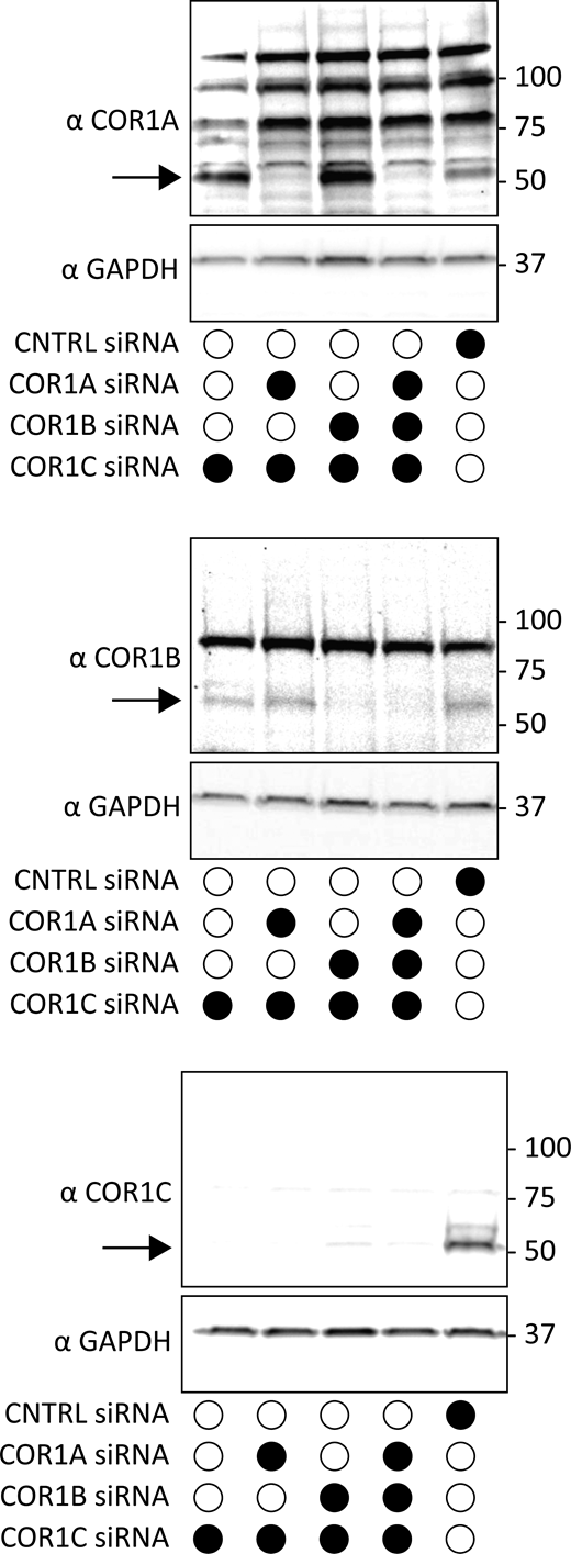 Immunoblot of type I coronin depletion in COS-7 cells. Immunoblots for combination depletions tested in Fig. 2 A. Blots show the same samples run three separate times to blot for COR1A, COR1B, and COR1C. Data show that type I coronins can be depleted efficiently individually or in combinations. Source data are available for this figure: SourceData FS1.