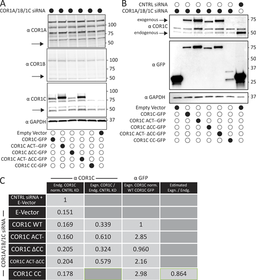 Immunoblot of type I coronin depletion and rescue in COS-7 cells. (A) Representative immunoblots for type I coronin depletion (COR1A, COR1B, and COR1C) and rescue as in Fig. 3, B and D. Data show that type I coronins can be depleted efficiently and that the siRES COR1C constructs express well and at comparable levels for rescue (analysis was performed in triplicate). (B) Immunoblots for type I coronin depletion and rescue as in Fig. 5 showing relative expression of rescue constructs and endogenous COR1C. Representative immunoblots probed with antibody to COR1C, GFP, and GAPDH. (C) Quantification of rescue blots in B. Table shows average normalized ratios from three replicates (blots). Values were calculated as indicated in column headers. Briefly, the first column demonstrates clear KD. The second column demonstrates that expression is comparable between exogenously expressed mutants and is also comparable with endogenous. The third column demonstrates that the relative exogenous rescue expression is comparable to WT rescue. The final column is an estimate of CC expression relative to endogenous COR1C based on the average ratio of anti-GFP to anti-COR1C signal, suggesting that the CC is also not expressed above endogenous. This was necessary because the CC is not detectable via the anti-COR1C antibody and so could not be probed for in the same blot. Source data are available for this figure: SourceData FS2.