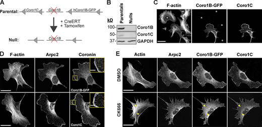 Generation and characterization of Coro1B and Coro1C matched pair cell lines. (A) Schematic representation of 4-hydroxytamoxifen-induced deletion of Coro1B-GFP and Coro1C. (B) Western blot analysis of matched-pair MTFs with and without Coro1B-GFP and Coro1C. (C) Confocal micrographs showing mixed populations of Parental and Null cells immunostained for Coro1C and phalloidin (F-actin visualization). Only parental cells express Coro1B–GFP and Coro1C. White asterisks denote null cells. Scale bar, 25 μm. (D and E) Representative images for Coro1B-GFP, Coro1C, Arpc2, and F-actin in parental cells. (D) Insets show Coro1B-GFP and Coro1C in magnified regions of the lamellipodia. Scale bar, 5 μm. (E) Parental cells after 30-min treatment with 150 μM CK666 or DMSO. Yellow arrowheads denote the lack of Coro1B or Coro1C along linear actin cables. Scale bar, 30 μm. Source data are available for this figure: SourceData F1.
