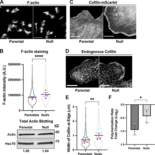 F-actin levels and cofilin activity are impacted by loss of Coro1B and Coro1C. (A) Immunofluorescent staining of parental and null populations for F-actin; Scale bar, 100 μm. (B) Integrated pixel density of phalloidin staining in fixed parental (n = 1,271) and null (n = 1,154) cells from A (top). Blots of total actin from matched whole cell lysates below. Ratios of actin levels relative to the HSC70 loading control are indicated below the blot. (C) Representative still frames from live cell imaging of parental and null cells expressing cofilin-mScarlet. Scale bar,10 μm. (D) Immunofluorescent staining for endogenous cofilin in parental and null cells. Scale bar, 10 μm. (E) Width of cofilin at the edge of parental (n = 46) and null (n = 48) cells. (F) Fold change in polymerization rate of parental and null cells after treatment with 100 nM jasplakinolide. Data is displayed using a logarithmic transformation to the base 2 and color-coded by experimental replicate. For bar graph, an unpaired Student’s t test with Welch’s correction was performed and error bars represent standard deviation. For beeswarm superplots, the mean of experimental replicates are color-coded and overlayed on violin plots representing cumulative cell level data. Error bars represent SEM. For all graphs, Student’s t tests were performed, unless otherwise stated. *P value = 0.04, **P value = 0.0032, ****P value <0.0001. Source data are available for this figure: SourceData F4.