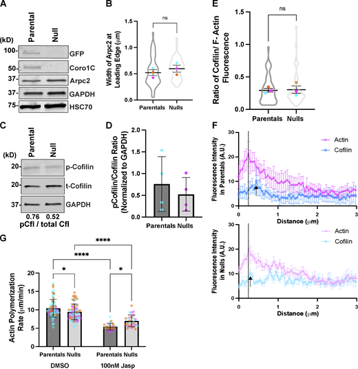 Deletion of Coro1B and Coro1C do not significantly impact Arpc2 and cofilin levels in fibroblasts. (A) Western blot analysis of Arpc2 in parental and null cells. (B) Width of Arpc2 at the edge in microns of parental (n = 22) and null (n = 24) cells. (C) Blot analysis of total cofilin and phospho-cofilin (p-cofilin) in parental and null cells. Average ratio of p-cofilin to total cofilin levels are depicted below blot. (D) Quantification of p-cofilin/cofilin ratios from parental and null populations. Each dot represents an independent experiment and error bars denote SD. (E) Quantification of the ratio between cofilin and F-actin fluorescence at the leading edge of parental (n = 46) and null (n = 46) cells. (F) Fluorescence intensity profiles of cofilin and actin in parental (n = 7) and null (n = 8) cells within 3 μm from the cell edge. Black dotted lines denote the average peak in F-actin intensity and black arrows depict a similar peak in cofilin fluorescence in parental and null cells. (G) Quantification of polymerization rates in microns per minute of parental and null cells in the presence and absence of 100 nM jasplakinolide; n > 25. Individual cell data from three experimental replicates are overlayed on bar graph, and error bars denote SD. Two-way ANOVA was performed. For all beeswarm superplots, the mean of experimental replicates are color-coded and overlayed on violin plots representing cumulative cell level data. For all graphs, Student’s t tests were performed, and error bars denote SEM, unless otherwise stated. *P value <0.04, ****P value <0.0001. Source data are available for this figure: SourceData FS2.