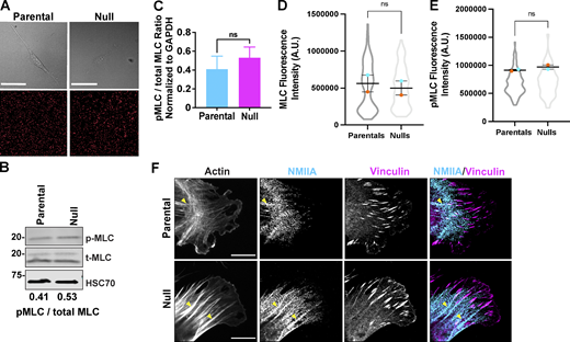 Deletion of Coro1B and Coro1C do not directly affect NMIIA localization and activity. (A) Still frames of parental and null cells (top) plated on 8 kPa polyacrylamide gels. Corresponding still images of fluorescent beads below. (B) Western blot analysis of myosin light chain (MLC) and phosphorylated MLC (pMLC) in parental and null populations. pMLC/MLC ratios are provided below. (C) Bar graph representing quantification of pMLC to total MLC ratios across five independent experiments. (D and E) Integrated fluorescence intensity of (D) MLC and (E) pMLC in parental (n = 181) and null (n = 193) cells. (F) Representative immunofluorescent staining of non-muscle myosin IIA, vinculin and F-actin in parental and null cells; Scale bar, 10 μm. Yellow arrowheads mark accumulation of NMIIA along actin bundles associated with focal adhesions. For all beeswarm superplots, the mean of experimental replicates are color-coded and overlayed on violin plots representing cumulative cell level data. For all graphs, Student’s t tests were performed, and error bars denote SEM, unless otherwise stated. Source data are available for this figure: SourceData FS3.