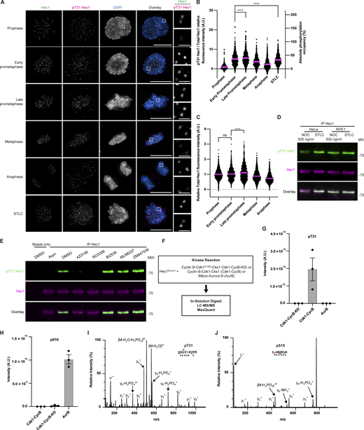 Hec1 phosphorylation on T31 by Cdk1 is temporally regulated during mitosis. (A) Immunofluorescence images from an asynchronous population of HeLa cells in various stages of mitosis or arrested with STLC stained for Hec1, pT31 Hec1, and DAPI. The Hec1 and pT31 channels were adjusted evenly for brightness and contrast for presentation. The DAPI channel of each condition was adjusted independently. Representative images from three independent biological experiments are shown. The scale bars of main images are 10 μm, and insets are 1 μm. (B) Quantification of the relative kinetochore pT31 Hec1/Hec1 intensities from the conditions from A. The condition with the lowest level of pT31 Hec1/Hec1 was set to 1 and the other conditions shown as fold-changes. 25 kinetochores were quantified from each of 20 cells for each of three independent biological repeats. Error bars indicate the mean ± SEM. Statistical significance was calculated between the indicated conditions using two-tailed t tests. The source data and images for the STLC condition originate from the experiment shown in Fig. S3, I and J. (C) Quantification of kinetochore total Hec1 levels from the conditions from A. The levels of Hec1 shown from the prophase condition were set to 1 and the other conditions shown as fold-changes. 25 kinetochores were quantified from each of 20 cells for each of three independent biological repeats. Error bars indicate the mean ± SEM. Statistical significance was calculated between the indicated conditions using two-tailed t tests. (D) Western blots showing an anti-Hec1 immunoprecipitation from HeLa or RPE1 cells. The cells were synchronized by thymidine (HeLa) or Palbociclib (RPE1)-NOC or STLC and then prepared as a total cell lysate. Hec1 was then immunoprecipitated and the purified proteins were then separated by SDS-PAGE, transferred to nitrocellulose membrane and blotted as indicated. The panels were adjusted for brightness and contrast for presentation. An experiment representative of two independent biological repeats is shown. (E) Western blots showing an anti-Hec1 immunoprecipitation from HeLa cells. The cells were synchronized by thymidine-NOC, treated as indicated and then prepared as a total cell lysate. Hec1 was then immunoprecipitated and the purified proteins were then separated by SDS-PAGE, transferred to nitrocellulose membrane, and blotted as indicated. The panels were adjusted for brightness and contrast for presentation. An experiment representative of two independent biological repeats is shown. (F) Schematic of kinase complexes tested for their ability to phosphorylate Hec1Broccoli in an in vitro kinase assay. (G) Intensities for peptides containing phosphorylated T31 (n = 3). The repeats were independent kinase reactions performed with separate aliquots of Hec1 and kinase derived from the same batch of protein purifications. Error bars indicate the mean ± SEM. (H) Same as for E except for phosphorylated S15. (I) Annotated MS/MS spectra for monophosphorylated T31. (J) Annotated MS/MS spectra for monophosphorylated S15. Source data are available for this figure: SourceData F2.