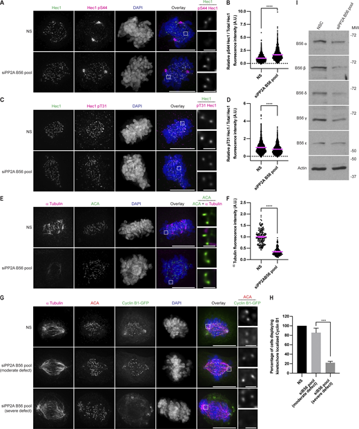 Hec1 phosphorylation is repressed by PP2A-B56 with differential effects on pT31 and pS44. (A) Immunofluorescence images from an asynchronous population of HeLa cells transfected with control or a pool of siRNA against B56 α-ε and then stained for Hec1 pS44, Hec1, and DAPI. The Hec1 and pS44 Hec1 channels were adjusted evenly for brightness and contrast. The DAPI channel was adjusted independently. The scale bars for main images are 10 and 1 μm for insets. Representative images of three independent biological experiments are shown. (B) Quantification of the relative pS44 Hec1/Total Hec1 kinetochore intensities from the conditions in A. The condition with the lowest level of pS44 was set to 1 and the other conditions shown as fold-changes. 25 kinetochores were quantified from each of 20 cells for each of three independent biological repeats. Error bars indicate the mean ± SEM. ****, P < 0.0001. Statistical significance was calculated between the indicated conditions using two-tailed t tests. (C) Immunofluorescence images of cells prepared as in A except stained for pT31 instead of pS44. (D) Quantification of the relative pT31 Hec1/Total Hec1 kinetochore intensities from the conditions in C. The condition with the lowest level of pT31 was set to 1 and the other conditions shown as fold-changes. 25 kinetochores were quantified from each of 20 cells for each of three independent biological repeats. Error bars indicate the mean ± SEM. ****, P < 0.0001. Statistical significance was calculated between the indicated conditions using two-tailed t tests. (E) Immunofluorescence images from an asynchronous population of HeLa cells transfected with control or a pool of siRNA against B56 α–ε. The media was then changed for media at 4°C and the cells were placed at 4°C for 15 min before fixation and staining with antibodies against ACA and α tubulin. The ACA and tubulin channels were adjusted evenly for brightness and contrast for presentation. The DAPI channel was adjusted independently. Representative images of three independent biological experiments are shown. (F) Quantification of the relative intensity of cold-stable α tubulin from the conditions shown in E. The levels of the control condition were set to 1 and the other condition shown as a fold-change. At least 50 cells per condition from each of three independent biological experiments were quantified. Error bars indicate the mean ± SEM. ****, P < 0.0001. Statistical significance was calculated between the indicated conditions using two-tailed t tests. (G) HeLa Cyclin B1-GFP cells were transfected with control or a pool of siRNA against the five B56 isoforms. The cells were then fixed and stained for ACA, tubulin, and DAPI. The channels were adjusted independently for presentation. Representative images of three independent biological experiments are shown. (H) Quantification of the percentage of cells displaying Cyclin B1-GFP localization at kinetochores from G. At least 20 cells were imaged per experimental condition for each of three independent biological experiments. The cells with B56 knockdown were identified as having either moderate or severe alignment defects. All cells were scored for having Cyclin B1 at kinetochores or not. Error bars indicate the mean ± SEM. ***, P < 0.001. Statistical significance was calculated between the indicated conditions using two-tailed t tests. (I) HeLa cells transfected with control or a pool of siRNA against B56 α–ε. They were then harvested, lysed and separated by SDS-PAGE and transferred onto membranes. The membranes were then blotted as indicated. A single experiment was performed. Source data are available for this figure: SourceData F9.