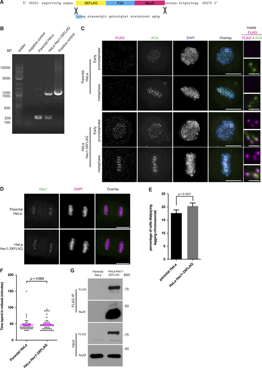 Addition of a 3XFLAG tag to Hec1 does not perturb mitosis. (A) Schematic showing the addition of a 3XFLAG-P2A-Neo cassette to the 3′ of the endogenous Hec1 gene. The blue highlight indicates the original stop codon. (B) Genotyping of HeLa-3XFLAG cells. PCR was performed on genomic DNA from the indicated cell lines. The negative control is the water used for the reaction. The positive control is 10 ng of the Donor plasmid construct used to create the cell line. A 240 base-pair amplicon is expected for unmodified alleles, and 1,240 base-pair amplicon is expected for modified alleles. PCR reactions were run on 1% agarose gel stained with ethidium bromide and imaged. The genotyping was performed once. (C) Immunofluorescence images of HeLa Hec1-3XFLAG and parental HeLa cells. The cells were fixed and stained for FLAG, ACA, and DAPI. The FLAG and ACA channels were adjusted evenly for brightness and contrast for presentation. The DAPI channel was adjusted independently. Representative images from two independent biological experiments are shown. The scale bars for main images are 10 and 1 μm for insets. (D) Immunofluorescence images of HeLa Hec1-3XFLAG and parental HeLa cells. The cells were fixed and stained for Hec1 and DAPI. The Hec1 and DAPI channels were adjusted evenly for brightness and contrast for presentation. Representative images from three independent biological experiments are shown. The scale bars are 10 μm. (E) Quantification of the percentage of lagging chromosomes in cells undergoing anaphase from an asynchronous population of HeLa Hec1-3XFLAG and parental HeLa cells. 100 cells per cell line were scored for the presence of lagging chromosomes for each of three independent biological experiments. Error bars indicate the mean ± SEM. Statistical significance was calculated between the indicated conditions using two-tailed t tests. (F) Quantification of the time spent in mitosis from the onset of cell rounding to anaphase from an asynchronous population of HeLa Hec1-3XFLAG and parental HeLa cells. 50 cells for each population were quantified from a single experiment. Error bars indicate the mean ± SEM. Statistical significance was calculated between the indicated conditions using two-tailed t tests. (G) Western blots showing an anti-FLAG immunoprecipitation from HeLa Hec1-3XFLAG and parental HeLa cells. The cells were synchronized by thymidine-NOC and then lysed in NETN buffer. Hec1-3XFLAG was then immunoprecipitated, and the purified proteins then separated by SDS-PAGE, transferred to nitrocellulose membrane and blotted for Nuf2 and FLAG. A single experiment was performed. Source data are available for this figure: SourceData FS1.
