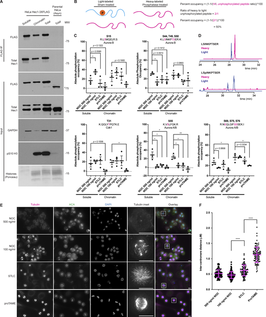 Both soluble and chromatin localized Hec1 is only partially phosphorylated; Hec1 is purified from cells treated to generate different types of k-MT attachment. (A) Western blots showing an anti-FLAG immunoprecipitation from HeLa Hec1-3XFLAG or parental HeLa cells. The Hela-3XFLAG cells were synchronized by thymidine-NOC and then prepared as a total cell lysate or fractionated into soluble and chromatin fractions. Control parental HeLa cells remained asynchronous and were prepared as a total cell lysate. Hec1-3XFLAG was then immunoprecipitated and the purified proteins were then separated by SDS-PAGE, transferred to nitrocellulose membrane and finally blotted as indicated. The upper band of the Hec1 (endogenous epitope) input blot represents Hec1-3XFLAG, while the lower band represents unmodified Hec1. * indicates a non-specific band. The ponceau stained panel was adjusted for brightness and contrast. A single experiment was performed. (B) Cartoon illustration depicting the calculation of absolute phosphorylation occupancy. The ratio of the unphosphorylated peptide (colored magenta) between the heavy and light channels is used to calculate phosphorylation occupancy. (C) Graphs showing the absolute phosphorylation occupancy of various Hec1 peptides purified from cells fractionated into soluble and chromatin fractions as determined by MS. Individual and average values from three independent biological experiments are shown. The subcellular fractions are derived from the same cells as used for the total protein analysis presented in Fig. 1 B. Error bars indicate mean ± SEM. *, P < 0.05; **, P < 0.01. Statistical significance was calculated between the indicated conditions using two-tailed t tests. (D) MS peaks for the Hec1 peptide LSINKPTSER purified from the chromatin fraction of cells synchronized by thymidine then 100 ng/ml NOC. A representative trace from one of the three replicate experiments presented in Fig. S2 C is shown. The magenta trace indicates the CIP treated, heavy labeled peptides and the blue trace indicates the sham treated light labeled peptides. The absence of peaks in the magenta trace indicates complete removal of phosphates. (E) Immunofluorescence images of HeLa Hec1-3XFLAG cells synchronized by thymidine and then NOC, STLC, or proTAME. The cells were fixed and stained for ACA, tubulin, and DAPI. The tubulin and ACA channels were adjusted evenly for brightness and contrast for presentation. DAPI channel was adjusted independently for presentation. The scale bars are 10 μm. Representative images from a single experiment are shown. (F) Quantification of inter-centromere distances of cells prepared as in E. 100 pairs of centromeres were measured across 10 cells from a single experiment. Error bars indicate the mean ± SEM. ****, P < 0.0001. Statistical significance was calculated between the indicated conditions using two-tailed t tests. Source data are available for this figure: SourceData FS2.