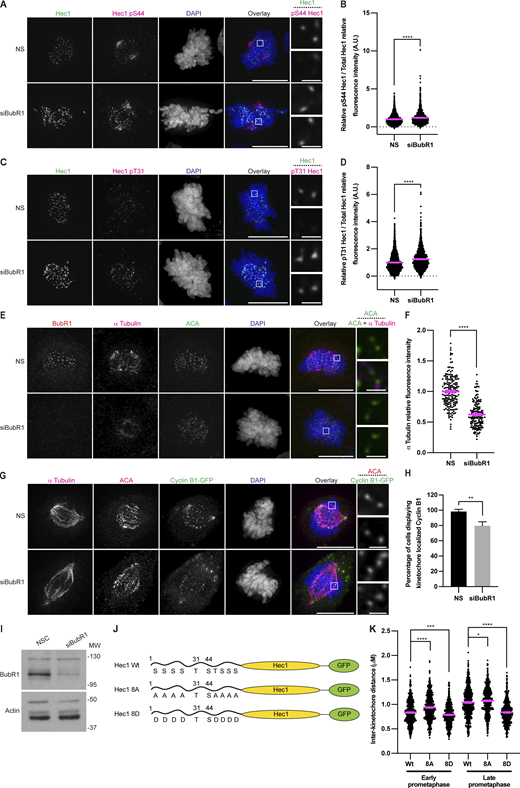 Depletion of the BubR1 pool of PP2A-B56 phosphatase increases Hec1 phosphorylation and decreases k-MT stability; description and effect of Hec1 mutant constructs. (A) Immunofluorescence images from an asynchronous population of HeLa cells transfected with control or siRNA against BubR1 and then stained for Hec1 pS44, Hec1, and DAPI. The Hec1 and Hec1 pS44 channels were adjusted evenly for brightness and contrast. The DAPI channel was adjusted independently. The scale bars for main images are 10 and 1 μm for insets. Representative images of three independent biological experiments are shown. (B) Quantification of the relative pS44 Hec1/total Hec1 kinetochore intensities from the conditions in A. The condition with the lowest level of pS44 was set to 1 and the other conditions shown as fold-changes. 25 kinetochores were quantified from each of 20 cells for each of three independent biological repeats. Error bars indicate the mean ± SEM. ****, P < 0.0001. Statistical significance was calculated between the indicated conditions using two-tailed t tests. (C) Immunofluorescence images of cells prepared as in A, except stained for pT31 instead of pS44. Representative images of three independent biological experiments are shown. (D) Quantification of the relative pT31 Hec1/total Hec1 kinetochore intensities from the conditions in C. The condition with the lowest level of pT31 was set to 1 and the other conditions shown as fold-changes. 25 kinetochores were quantified from each of 20 cells for each of three independent biological repeats. Error bars indicate the mean ± SEM. ****, P < 0.0001. Statistical significance was calculated between the indicated conditions using two-tailed t tests. (E) Immunofluorescence images from an asynchronous population of HeLa cells transfected with control or siRNA against BubR1. The media was then changed for media at 4°C, and the cells placed at 4°C for 15 min prior to fixation and staining with antibodies against ACA and α tubulin. Representative images of three independent biological experiments are shown. (F) Quantification of the relative intensity of α tubulin from the conditions shown in E. The levels of the control condition were set to 1 and the other condition shown as a fold-change. At least 50 cells per condition from each of three independent biological experiments were quantified. Error bars indicate the mean ± SEM. ****, P < 0.0001. Statistical significance was calculated between the indicated conditions using two-tailed t tests. (G) HeLa Cyclin B1-GFP cells were transfected with control or siRNA against BubR1. The cells were then fixed and stained for ACA, tubulin, and DAPI. The channels were adjusted independently for presentation. Representative images of three independent biological experiments are shown. (H) Quantification of the percentage of cells displaying Cyclin B1-GFP localization at kinetochores from G. At least 20 cells were imaged per experimental condition for each of three independent biological experiments. All cells were scored for having Cyclin B1 at kinetochores or not. Error bars indicate the mean ± SEM. **, P < 0.01. Statistical significance was calculated between the indicated conditions using two-tailed t tests. (I) HeLa cells transfected with control or siRNA against BubR1. They were then harvested, lysed, and run on SDS-PAGE and transferred onto membrane. The membranes were then blotted as indicated. A single experiment was performed. (J) Cartoon illustration of the Hec1-GFP constructs used in Figs. 5 and 10 showing the mutations made and the remaining potential phosphorylation sites. (K) Quantification of inter-kinetochore distances of cells shown in Fig. 10, A and B. 660, 650, 640, 660, 660, and 670 total pairs of kinetochores for the Wt, 8A, 8D (early prometaphase) and Wt, 8A, 8D (late prometaphase), respectively, were measured across 20 cells in each of three independent biological experiments. Error bars indicate the mean ± SEM. *, P < 0.05; ***, P < 0.001; ****, P < 0.0001. Statistical significance was calculated between the indicated conditions using two-tailed t tests. Source data are available for this figure: SourceData FS5.