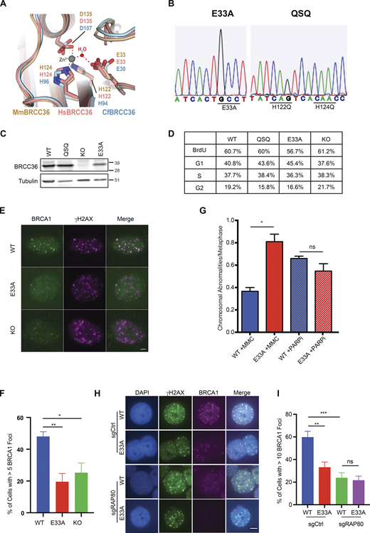 Characterization of Brcc36 knock-in mutant mice and cells. (A) Close-up view of the superimposed BRCC36 active site from mouse (Mm; PDB accession no. 6GVW), human (Hs; PDB accession no. 6R8F), and ant (Cf; PDB accession no. 5CW3). Superimposed structures are shown as cartoons and colored wheat, pink, and light blue respectively; active site glutamate, aspartate, and histidine residues are shown as sticks. A representative Zn2+ atom and a catalytic H2O molecule obtained from the mouse and ant structures are shown as gray and red spheres; tetrahedral coordination of the Zn2+ ion by the water molecule and active site residues is indicated with dashed lines. (B) Sanger sequencing profiles of E33A and QSQ MEF cells. (C and D) Splenocytes were isolated from WT, QSQ, E33A, and KO mice and assessed for BRCC36 protein level (C) and profiled for cell cycle (D). (D) Quantification of the cell cycle data is shown. (E) Representative images of MEFs of the indicated genotypes stained with BRCA1 and γH2AX at 5 h post 6 Gy IR. Scale bar: 5 μM. (F) Quantification of foci number from E based on three independent experiments. For each experiment, more than 50 cells were quantified. Unpaired two-sided Student’s t test was conducted based on the average % of cells with >5 BRCA1 from each replicate. *P < 0.05, **P < 0.01. Mean with SEM was used to plot the data. (G) Chromosome abnormalities were quantified in splenocytes derived from two WT and three E33A mice. Chromosomal abnormalities, including chromatid and chromosome breaks and radial chromosome structures. n > 70 metaphases per genotype were quantified. Unpaired two-sided Student’s t test was conducted based on the average chromosomal abnormalities per metaphase of each mouse. *P < 0.05. Mean with SEM was used to plot the data. (H and I) BRCA1 IRIF in control and RAP80 KO HT29 cells expressing WT or E33A BRCC36. (H) Representative images of HT29 cells of the indicated genotypes stained with BRCA1 and γH2AX at 4 h post 6 Gy IR. Scale bar: 5 μM. (I) Quantification of foci number from H based on three independent experiments. More than 100 cells were quantified in each experiment. Unpaired two-sided Student’s t test was conducted based on the average % of cells with >10 BRCA1 foci from each experiment. **P < 0.01, ***P < 0.001. Mean with SEM was used to plot the data. Source data are available for this figure: SourceData F1. Refer to the image caption for details.