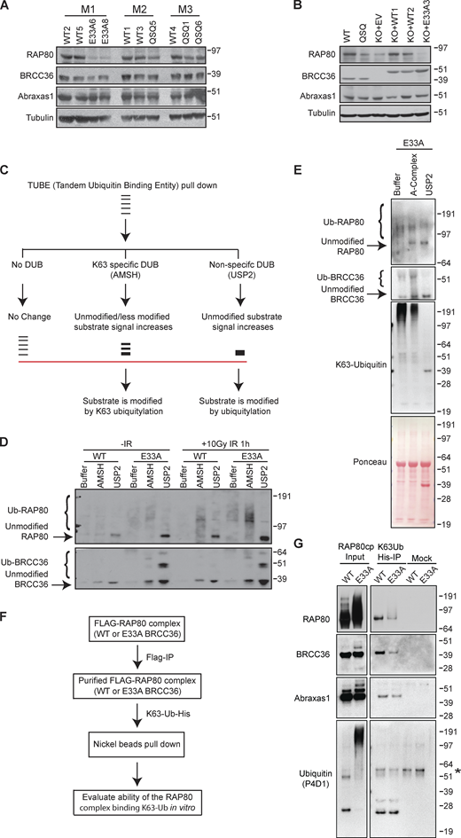 BRCC36-dependent de-ubiquitylation of RAP80 is essential for BRCA1-A complex recognition of Lys63 ubiquitylation. (A) RAP80 complex member expression was examined in three litters of paired WT and mutant MEFs. (B) RAP80 complex member protein expression level was examined in WT, QSQ MEFs as wells as in KO cells with reconstitution of either WT or E33A mutant of BRCC36. (C) Schematic of TUBE pull-down assays. Cells were incubated with TUBEs that have high affinity for ubiquitin. Post immunoprecipitation, K63 specific DUB or non-specific DUB were used to cleave off the ubiquitin. (D) MEFs were treated with either no damage or 10 Gy IR for 1 h, then harvested and processed according to the schematic of 4 C. (E) TUBE pulldown experiment in BRCC36−/− HeLa S3 cells with reconstituted E33A. TUBE pulled-down samples were treated with recombinant A-complex or USP2 followed by immunoblotting with the indicated antibodies. Ponceau S staining serves as a loading control in immunoblots. (F) Schematic of the ubiquitylation assay. Purified ectopic RAP80 complex that containing either WT or E33A BRCC36 were incubated with non-cleavable His tagged K63 linked ubiquitylation and assessed for their ability to bind in vitro. (G) RAP80 complexes were immunoprecipitated from BRCC36−/− HeLa S3 cells reconstituted with FLAG-HA-WT BRCC36 or FLAG-HA-E33A BRCC36 by FLAG pull down and were processed according to 4F. Mock represents FLAG pulled-down RAP80 complexes incubated with nickel beads without His tagged K63-Ub-His. Star indicates a non-specific band. Source data are available for this figure: SourceData F4. Refer to the image caption for details.