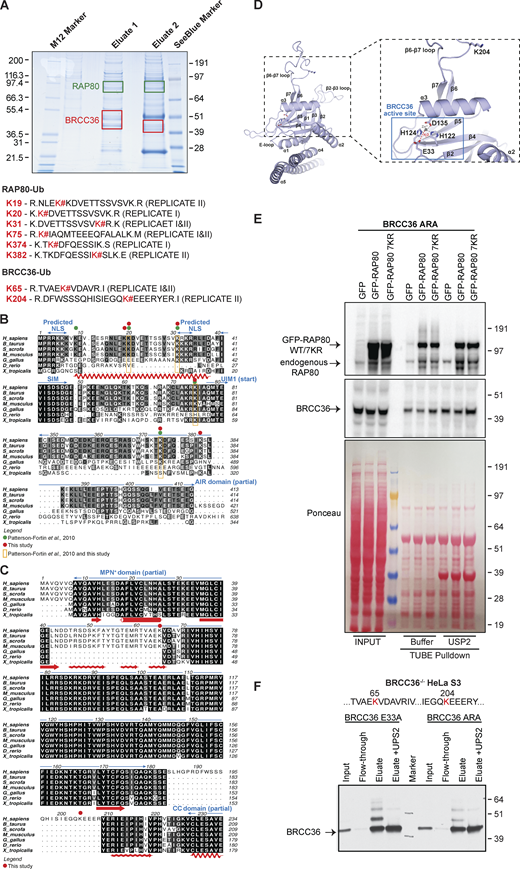 Mutation of a subset of lysine residues identified by MS are inadequate to abolish K63 ubiquitylation on RAP80 and BRCC36. (A) FLAG and HA tandem immunoaffinity purification was performed for ectopic BRCC36 FLAG-HA-E33A from BRCC36−/− HeLa S3 nuclear extracts. The indicated gel areas (within green and red boxes) were excised and trypsin-digested prior to MS analysis. Peptide sequences obtained by MS of tryptic digests from the gel areas were highlighted. K# indicates RAP80 or BRCC36 lysine residues that are conjugated to ubiquitin. The gel picture is from the replicate II. (B and C) Multiple sequence alignments of the regions targeted by ubiquitylation in RAP80 (B) and BRCC36 (C) Sequence identity within the RAP80 and BRCC36 species is indicated with black shading and similarity with gray shading. Protein domains are shown in blue, secondary structural elements are depicted in red and ubiquitylated residues are highlighted as indicated in the legend. NLS = nuclear localization signal; SIM = SUMO (Small Ubiquitin-like Modifier)-interacting motif; UIM1 = ubiquitin-interacting motif 1; AIR = Abraxas1 interacting region; MPN+ = Mpr1/Pad1 N-terminal+, CC = coiled coil. (D) A structural model of BRCC36 is shown in cartoon representation, with secondary structural elements indicated. Close-up view highlights the position of the ubiquitylated residue K204 relative to the active site. Aspartate, glutamate and histidine residues involved in catalysis are shown as sticks; a representative Zn2+ atom and a catalytic H2O molecule (obtained using the same overlay depicted in Fig. 1 A) are shown as gray and red spheres. Tetrahedral coordination of the Zn2+ ion by the water molecule and active site residues is indicated with dashed lines. (E) GFP, GFP-RAP80, and GFP-RAP80 7KR (K9R, K19R, K20R, K31R, K75R, K374R, K382) were stably expressed in BRCC36−/− HeLa S3 cells expressing FLAG-HA BRCC36 ARA (E33A, K65R, K204A) and subjected to TUBE pulldown assay. TUBE pulled-down samples were subsequently treated with USP2 followed by immunoblotting using indicated antibodies. Ponceau S staining serves as a loading control in immunoblots. (F) In BRCC36−/− HeLa S3 cells, FLAG tagged BRCC36 E33A and BRCC36 ARA (E33A, K65R, K204A) were expressed. FLAG immunoaffinity purification was performed on nuclear extracts from the cells listed above. Partially purified complexes were left intact or treated with USP2, blotted onto nitrocellulose membrane, and probed for FLAG-tag. Mutation of lysines, identified as targets for ubiquitylation, to arginine and alanine substantially reduces the amount of ubiquitylated species, however, does not eliminate them completely. Source data are available for this figure: SourceData F5. Refer to the image caption for details.
