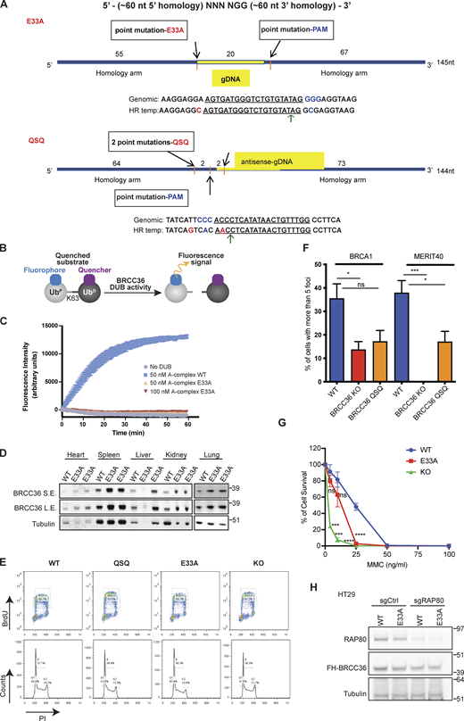 Related toFig. 1. (A) Schematic illustrating the strategy to knock-in BRCC36 mutations E33A, H122A, H124A at endogenous location. (B and C) Mutation of E33A abolishes BRCC36 deubiquitylase activity. (B) Schematic of an internally quenched K63-linked di-ubiquitin fluorogenic substrate (K63-diUb IQF). Cleavage of the isopeptide bond between the two ubiquitin molecules allows separation of the quencher from the fluorophore, with a subsequent increase in fluorescent signal over time. (C) Deubiquitylase activity of A-complex containing BRCC36 WT and E33A variants against a fluorogenic K63-linked di-Ub substrate. Results are the average of three independent experiments carried out in duplicates. Mean with SEM was used to plot the data. The ARISC complex contains the subunits BRCC36, Abraxas1, BRCC45 and MERIT40 that are required for maximal DUB activity (see Materials and methods for details). (D) BRCC36 protein level was examined in different tissues from one WT mouse and two E33A mice. (E) Cell cycle analysis for splenocytes with indicated genotypes. (F) Quantification of IRIF from MEFs of indicated genotypes at 5 h post 6 Gy IR based on four to eight independent experiments. More than 50 cells were quantified in each experiment. Unpaired two-sided Student’s t test was conducted based on the average % of cells with >10 BRCA1 or MERIT40 foci from each experiment. *P < 0.05, ***P < 0.001. Mean with SEM was used to plot the data. (G) WT, E33A or KO MEFs were exposed to the indicated doses of MMC, and survival was assessed by clonogenic assay in three independent experiments. Unpaired two-sided Student’s t test was conducted based on % of cell survival at three MMC doses (4, 10, and 25 ng/ml). ***P < 0.001, ****P < 0.0001. Mean with SD was used to plot the data. (H) Immunoblots to demonstrate that specific genotypes were successfully generated in HT29 cells. Source data are available for this figure: SourceData FS1. Refer to the image caption for details.