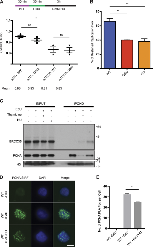 Related toFigs. 2and3. (A) Single fiber analysis of WT, QSQ, Brca2Δ27/Δ27 and Brca2Δ27/Δ27 Brcc36QSQ/QSQ splenocytes in response to HU. Cells were labeled with IdU and CldU sequentially for 30 min respectively, followed by 3 h treatment with 4 mM HU. Quantified CldU/IdU ratio was based on three mice each genotype. More than 50 fibers per mouse were quantified. Unpaired two-sided t test was conducted based on the average CldU/IdU ratio for each mouse. *P < 0.05. Mean with SEM was used to plot the data. (B) Quantified percentage of restarted replication forks for MEFs with individual genotypes were based on three independent experiments. % of restarted replication fork equals to the number of restarted forks divided by the sum of the stalled forks and restarted forks. More than 50 fibers were quantified for each replicate. Unpaired two-sided Student’s t test was conducted based on the average % of restarted replication fork from each replicate. **P < 0.01. Mean with SEM was used to plot the data. (C) HeLa S3 cells were labeled with EdU for 20 min, followed by either a chase with thymidine-containing medium for 4 h, or treatment with HU for 4 h. Cells were collected following standard iPOND protocol and then indicated proteins were examined. (D) Representative images of SIRF experiments in WT and E33A MEFs treated with no EdU, only EdU or EdU followed by HU. (E) Quantification of PCNA PLA Foci per cell in WT MEFs was based on three independent experiments. In total 30–50 cells were quantified per condition. Unpaired two-sided Student’s t test was conducted based on the average PLA foci per cell from each experiment. *P < 0.05. Mean with SEM was used to plot the data. Source data are available for this figure: SourceData FS2.