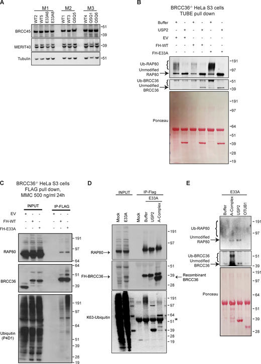 Related toFig. 4. (A) Immunoblots showing expression level of RAP80 complex member (BRCC45 and MERIT40) in three litters of paired WT and mutant MEFs. (B and C)BRCC36−/− HeLa S3 cells were generated via CRISPR-Cas9 technology. FLAG-HA-WT, FLAG-HA-E33A BRCC36 protein were reconstituted in BRCC36−/− HeLa S3 cells. (B) Cells were subjected to TUBE pull down and further processed with USP2 followed by immunoblotting with the indicated antibodies. BRCC36 was detected using an anti-HA antibody. Ponceau S staining serves as a loading control in immunoblots. (C) Cells were treated with 500 ng/ml MMC for 24 h, then ectopic BRCC36 WT and E33A were pulled down with FLAG antibody, and probed with RAP80, BRCC36 and ubiquitin. (D) RAP80 complexes were immunoprecipitated from HeLa S3 cells expressing BRCC36 FLAG-HA-E33A by FLAG pull down. Immunoprecipitated samples were left untreated or treated with either USP2 or recombinant A-complex and subjected to Western blotting using indicated antibodies. K63-linked polyubiquitination of RAP80 complexes was determined using a K63-linkage specific polyubiquitin antibody. HeLa S3 cells harboring endogenous BRCC36 were used as mock control. Star indicates a non-specific band. (E) TUBE pulldown experiment in HeLa S3/E33A cells. TUBE pulled-down samples were treated with recombinant A-complex, USP2 or OTUB1 followed by immunoblotting with the indicated antibodies. Ponceau S staining serves as a loading control in immunoblots. Source data are available for this figure: SourceData FS3. Refer to the image caption for details.