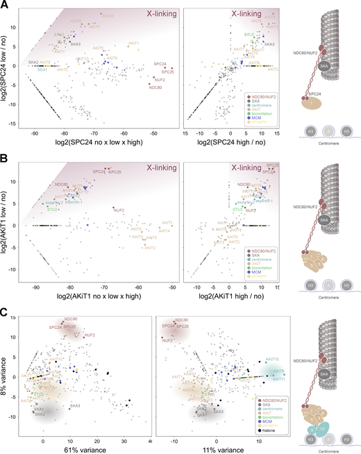 AKiT1 interacts with additional AKiT components and proteins at the Plasmodium centromere. (A and B) Relative enrichment of proteins immunopurified with SPC24-3xHA (A) and AKiT1-3xHA (B) under conditions of low compared to high and no cross-linking conditions (left), or low compared to high cross-linking (right). (C) Principal components 1–3 of integrated spectral intensities identified following immunopurifications of NUF2, SPC24, AKiT1, AKiT8, AKiT9, SKA2, PBANKA_1343200, NEK1, and KIN8X. Intensities for all 780 proteins detected across experiments are presented in Table S3.