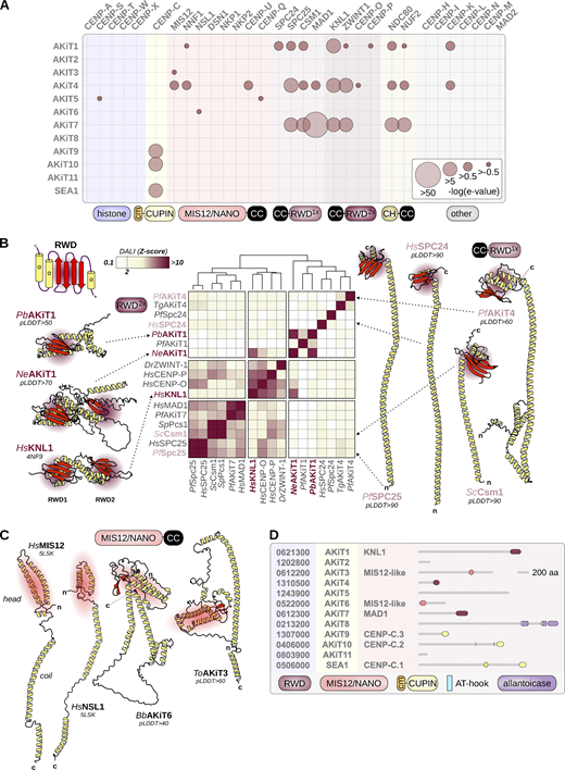 Apicomplexan kinetochores include distant relatives of eukaryotic kinetochore and spindle assembly checkpoint proteins. (A) HMM profile-profile comparisons using full-length conventional kinetochore HMMs (Tromer et al., 2019) and alveolate homologs of AKiT proteins. E-values are binned to indicate the confidence of detection. (B) Structural comparisons of the RWD domains of cKiTs and AKiTs (AF2-predicted structures) using DALI. Z-scores are clustered using Ward’s method of minimum variance clustering. For previously resolved structures, a PDB code is shown and for AF2 the average pLDDT confidence score shown. Two letters indicate species (Table S1). (C) Resolved structures for HsMIS12 and HsNSL1 and AF2-predicted structures for ToAKiT3 and BbAKiT6, the latter two chosen due to their shorter length than Plasmodium orthologs. (D) Predicted protein domain architectures for AKiT1–11. Refer to the image caption for details.