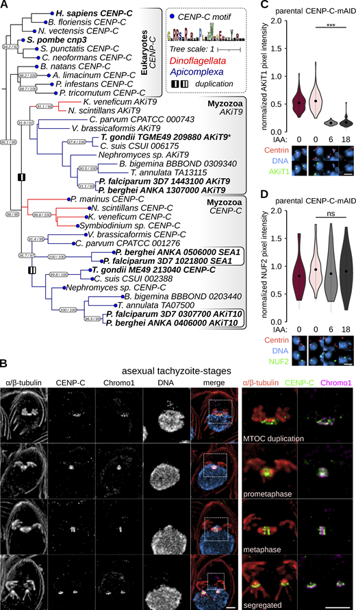 AKiT1 localization to kinetochores is dependent upon CENP-C in Toxoplasma. (A) Pruned tree of a maximum likelihood inference based on an alignment of cupin domains retrieved following iterative HMM searches for myzozoa and eukaryotic homologs of CENP-C. Duplications within the myzozoan CENP-C clade are indicated by I (AKiT9-CENP-C) and II (AKiT10-SEA1). Terminal blue nodes indicate sequences harboring a known CENP-A binding motif. Numbers on branches indicate rapid bootstrap and Shimodaira–Hasegawa-aLRT support (1,000 replicates). Full tree can be found in Data S3. (B) U-ExM of T. gondii tachyzoites expressing TgCENP-C fused to mAID-3xHA (green) throughout intracellular divisions. Counter-staining of DNA (cyan), TgChromo1 (magenta). Scale bar, 1 μm. (C and D) Levels and localization of NUF2 and AKiT1 postdepletion of CENP-C. Representative images are shown below. DNA (cyan), Centrin1 (tomato), and AKiT1 or NUF2 (green). Scale bar, 4 μm.