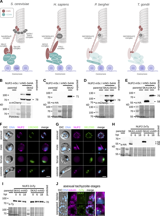 Generation and validation of tagged NUF2 and SKA components in P.berghei and T. gondii. (A) Presence/absence (bold/grey) of known kinetochore proteins in P. berghei and T. gondii. (B–E) Immunoblots of malaria parasites expressing SKA proteins tagged with mNeonGreen-3xHA alongside NUF2-mScarlet-I, probed with either polyclonal α-mCherry or monoclonal α-HA antibodies. Protein loading is shown by Ponceau S stain. (F and G) Micrographs of live native fluorescence in malaria parasites expressing tagged NUF2 and SKA2-interacting proteins during asexual blood stages and sexual mosquito stages of development. Counter-staining of DNA with Hoechst 33342 (cyan) and differential interference contrast images are also shown. Scale bar, 2 μm. (H and I) Immunoblots of T. gondii parasites expressing tagged kinetochore proteins and showing depletion of mAID-3xHA tagged protein upon induction of auxin. Protein loading is shown by Ponceau S stain. (J) Micrographs of fixed immunofluorescence in T. gondii tachyzoites expressing SKA3 tagged with a 2xTy epitope throughout intracellular divisions. Counter-staining tubulin (magenta). DNA staining with DAPI (cyan) and differential interference contrast images are also shown. Scale bar, 5 μm. Source data are available for this figure: SourceData FS1.