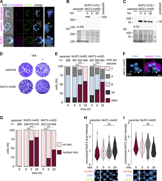 AKiT1 is required for kinetochore segregation in Toxoplasma.(A) Micrographs of fixed immunofluorescence in T. gondii expressing AKiT1-mAID-3xHA throughout intracellular divisions. Counter-staining with antibodies raised against organelle markers (magenta) for the apicoplast (CPN60), centrosome (Centrin1), and kinetochores (NUF2-2xTy). DNA staining with DAPI (cyan) and differential interference contrast images are also shown. Scale bar, 5 μm. (B and C) Immunoblots of T. gondii parasites expressing tagged kinetochore proteins and showing depletion of AKiT1 protein upon induction of auxin. Protein loading is shown by Ponceau S stain. (D) Depletion of AKiT1-mAID-3xHA prevented proper formation of lysis plaques 7 d postinoculation compared to parental controls. (E) Intracellular growth is severely reduced in T. gondii depleted of AKiT1 and NUF2 (***, P < 0.001; χ2 test). (F and G) Intracellular vacuoles containing accumulations of DNA (arrow) and no associated cell body were present after depletion of SKA1–2 tagged with mAID-3xHA. Scale bar, 5 µm. (H and I) Levels and localization of NUF2 and AKiT1 in cells depleted for either component. Representative images are shown below. Scale bar, 4 μm. Source data are available for this figure: SourceData FS4.