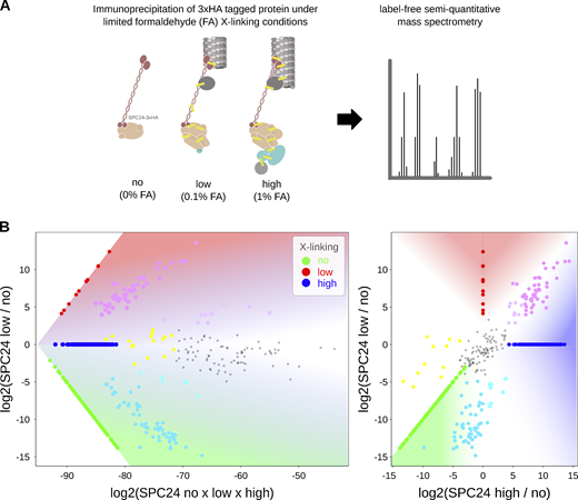 Relative protein abundance following immunoprecipitation under limited cross-linking and mass spectrometry. (A) General workflow for immunoprecipitation under limited cross-linking and mass spectrometry. (B) Representative plot demonstrating positions of relative protein abundances in main plot (Fig. 6 A). The values in Table S3, as identified under specific formaldehyde (FA) cross-linking conditions no (0%), low (0.1%), and high (1%), are multiplied by (×) or divided by (/) one another, according to the axes, and log2 transformed. For display, intensities not detected under a specific condition are set to the minimum value identified across all experiments (in this instance 2.87 × 10−10). Plotted intensities identified under specific cross-linking conditions are colored according to the key and those identified under combinations of conditions are mix colored, e.g., relative abundances enriched upon cross-linking compared to noncross-linking are displayed in magenta/pink, whereas proteins identified as equally abundant across all conditions are in grey.