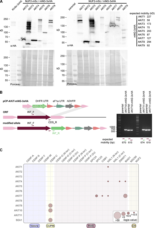 Generation of tagged AKiT components in P. berghei. (A) Immunoblots of malaria parasites expressing tagged AKiT proteins, probed with a monoclonal α-HA antibody. Protein loading is shown by Ponceau S stain. (B) PCR on genomic DNA of malaria parasites expressing tagged AKiT10 and 11 alongside parental controls. (C) HMM profile-profile comparisons using domain-only kinetochore HMMs against AKiT orthologs. Source data are available for this figure: SourceData FS6. Refer to the image caption for details.