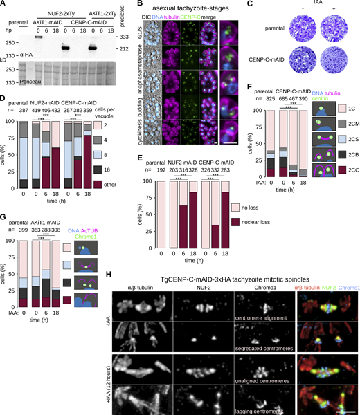 CENP-C is required for T. gondii proliferation. (A) Immunoblots of T. gondii parasites expressing tagged AKiT1 and CENP-C. (B) Micrographs of fixed immunofluorescence in T. gondii tachyzoites throughout intracellular divisions. Tubulin (magenta), DNA (cyan), and differential interference contrast images are also shown. Scale bar, 5 μm. (C) Tachyzoites depleted for CENP-C failed to form lysis plaques 7 d after inoculation compared to parental controls. (D) Intracellular growth is severely reduced in T. gondii depleted of CENP-C and NUF2 (***, P < 0.001; χ2 test). (E) Intracellular vacuoles containing accumulations of DNA and no associated cell body were present after depletion of CENP-C. (F and G) Morphological analyses to assess the effect of CENP-C depletion on partitioning of the centrosome (F) or centromeres (G; ***, P < 0.001; χ2 test). (H) U-ExM revealed cells with misaligned and lagging centromeres along elongated mitotic spindles postdepletion of CENP-C. Source data are available for this figure: SourceData FS9. Refer to the image caption for details.