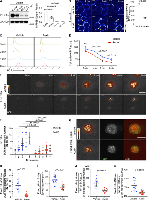 Impaired BCR clustering and accelerated BCR endocytosis in INPP5B-depleted cells. (A) INPP5BDegron/Degron cells were treated with auxin as indicated to induce INPP5B degradation, and the remaining INPP5B was immunoprecipitated against its FLAG tag and detected by Western blot using anti poly-His. Quantification of three such blots by densitometry is shown on the right. Data were analyzed by one-way ANOVA, and P values were calculated using Dunnett’s multiple comparisons test. Error bars represent SD. (B) Representative confocal images at the indicated time points from INPP5BDegron/Degron cells stimulated with Texas Red–conjugated anti-IgM antibody. Scale bar, 10 μm. See Video 1 for the complete time-lapse confocal images. Quantification of cells showing BCR capping at ∼3 min is shown on the right, where a minimum of 50 cells per experiment were examined, and data are expressed as a percentage of cells showing BCR capping events. Data are from four independent experiments. Error bars represent SD, and P value was calculated using Welch’s t test. (C) Representative histograms at the indicated time points showing the clearance of BCR from the cell surface in INPP5BDegron/Degron cells in response to anti-IgM stimulation. (D) Quantification of BCR endocytosis by flow cytometry in INPP5BDegron/Degron cells. Data are from five independent experiments. Error bars represent SD, and P values were calculated using Sidak multiple comparisons test. (E) Representative TIRF microscopy images at the indicated time points of BCR clustering in INPP5BDegron/Degron cells that were stimulated on antibody-coated glass. Cells were prelabeled with Fab fragment anti-IgM. See Video 2 for the complete time-lapse TIRF microscopy images. (F) Quantification of the number of BCR microclusters per cell is shown in F. Data (n = 15 cells) were analyzed by two-way ANOVA, and P values were calculated using Sidak multiple comparisons test. (G) Representative TIRF microscopy images from BCR-labeled NPP5BDegron/Degron cells that were settled on coverslips presenting surrogate antigens for 10 min. F-actin was stained with Phalloidin, and BCR microclusters are denoted by black circles. Scale bar, 10 μm. (H–K) Statistical analyses of the number of BCR microclusters per cell, cell spreading area, TFI, and MFI of BCR staining from vehicle-treated and auxin-treated INPP5BDegron/Degron cells in H–K, respectively. The data represent means ± SD of 35 cells. P values were calculated using Welch’s t test. Source data are available for this figure: SourceData F1.