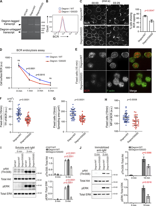 The impact of INPP5B depletion on BCR clustering and signaling is dependent on the enzyme’s catalytic activity. (A) RT-PCR analysis of the WT and mutant clones using gene-specific primers flanking the inpp5b stop codon. (B) Analysis of BCR expression in mutant clones by flow cytometry. (C) Representative confocal images at the indicated time points from auxin-treated INPP5BDegron/WT and INPP5BDegron/G502D cells stimulated with Texas Red–conjugated anti-IgM antibody. Scale bar, 10 μm. Statistical comparison for the percentage of cells showing BCR capping in INPP5BDegron/WT versus INPP5BDegron/G502D is shown on the right. Error bar represents SD, and the P value was calculated using Welch’s t test. (D) Statistical comparison for the MFI of cell surface BCR from INPP5BDegron/WT vs. INPP5BDegron/G502D cells over time. Data were analyzed by two-way ANOVA, and P values were calculated using Sidak multiple comparisons test. Error bars indicate SD. (E) Representative TIRF microscopy images from auxin-treated INPP5BDegron/WT and INPP5BDegron/G502D cells that were settled on coverslips presenting surrogate antigens for 15 min. F-actin was stained with Phalloidin. Scale bar, 10 μm. (F–H) Statistical analyses of the TFI of BCR staining, spread area, and the MFI of BCR at the contact interface are shown in F, G, and H, respectively. Data (n = 35 cells) were pooled from three independent experiments. Bars represent mean ± SD, and P values were calculated using Welch’s t test. (I and J) Protein extracts from auxin-treated INPP5BDegron/WT vs. INPP5BDegron/G502D cells stimulated in solution (I) or on glass coverslips (J) were blotted for Akt and ERK phosphorylation at the indicated time points. Data from three independent experiments were analyzed by two-way ANOVA, and P values were calculated using Sidak multiple comparisons test. Error bars indicate SEM. Source data are available for this figure: SourceData F3.