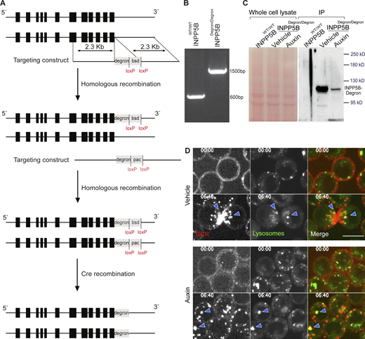 Generation of INPP5BDegron/Degroncells. (A) Schematic representation of the chicken inpp5b genomic locus and the strategy used to knock in an auxin degron tag at the C-terminus. Exons are shown in black boxes. Two sequential rounds of transfections with targeting constructs bearing different antibiotic resistance genes were performed. bsd, Blasticidin; pac, Puromycin. The antibiotic selection cassettes were removed from the genome by Cre recombination. (B) RT-PCR analysis of WT DT40 cells and INPP5BDegron/Degron cells using gene-specific primers flanking the inpp5b stop codon. (C) Cell-free extracts from WT DT40 cells and INPP5BDegron/Degron cells that were treated with or without auxin for 2 h were subjected to IP using anti-FLAG antibody. INPP5B was detected by WB using anti-poly His. (D) Representative confocal images at the indicated time points from INPP5BDegron/Degron cells stimulated with anti-IgM antibody in the presence of LysoTracker Green to visualize lysosomes. Colocalization events are denoted by blue arrowheads. Source data are available for this figure: SourceData FS1.
