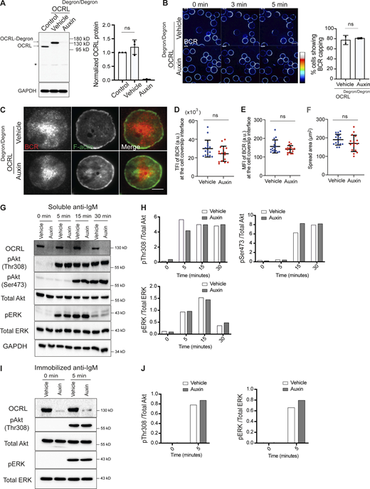 The inositol 5-phosphatase OCRL is not required for BCR clustering or signaling. (A) Cell-free extracts from WT DT40 cells and OCRLDegron/Degron cells that were treated with or without auxin for 2 h were blotted with an anti-OCRL antibody. Analysis of three such blots are shown on the right. (B) Representative confocal images at the indicated time points from OCRLDegron/Degron cells stimulated with Texas Red–conjugated anti-IgM antibody. Analysis of BCR capping is shown on the right. Scale bar, 10 μm. (C) Representative TIRF microscopy images from BCR-labeled OCRLDegron/Degron cells that were settled on coverslips presenting surrogate antigens for 15 min. F-actin was stained with Phalloidin. Scale bar, 5 μm. (D–F) Statistical analyses of TFI (BCR), spread area, and MFI (BCR) from vehicle-treated and auxin-treated OCRLDegron/Degron cells in D, E, and F, respectively. The data represent mean ± SD of 15 cells. (G) Protein extracts from OCRLDegron/Degron cells stimulated in solution were blotted for Akt and ERK phosphorylation at the indicated time points. (H) Quantification of the blots (from a single experiment) by densitometry. (I) Protein extracts from OCRLDegron/Degron cells stimulated on glass coverslips were blotted for Akt and ERK phosphorylation. (J) Quantification of the blots (from a single experiment) by densitometry. Source data are available for this figure: SourceData FS2.