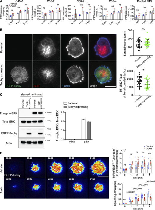 The expression of EGFP-Tubby does not perturb BCR clustering or signaling. (A) PIP2 levels in INPP5B-depleted cells. INPP5BDegron/Degron cells were stimulated in solution for the times indicated, before analysis by MS. PIP2 levels are expressed relative to PI, and data for the C40:6, C36:2, C38:2, and C38:4 species or a pool of all four are shown separately. Data from three independent experiments were analyzed by two-way ANOVA. (B) Representative TIRF microscopy images from parental INPP5BDegron/Degron cells or a derivative clone expressing EGFP-Tubby that were settled on coverslips presenting surrogate antigens for 15 min. F-actin was stained with Alexa Fluor 488–Phalloidin. Scale bar, 10 μm. Statistical analyses of the spread area and the MFI of BCR staining at the contact interface are shown on the right. The data represent mean ± SD of 22 cells. (C) Western blot analysis of phospho-ERK in lysates from INPP5BDegron/Degron cells stably expressing EGFP-Tubby. The parental cells were used as a control. The quantification of blots (from a single experiment) is shown on the right. (D) Representative TIRF microscopy images at the indicated time points of INPP5BDegron/Degron cells expressing a fluorescent biosensor (tubby) after stimulation on antibody-coated coverslips. Scale bar, 10 μm. Images are pseudo-colored. See Videos 3 and 4 for the complete time-lapse TIRF microscopy images. Analysis of the intensity of PI(4,5)P2 per area (MFI; top) and the spreading area (bottom) at the indicated time points in vehicle- vs. auxin-treated cells (n = 20) are shown on the right. Data was analyzed by two-way ANOVA, and P values were calculated using Sidak multiple comparisons test. Bars represent mean ± SD. Source data are available for this figure: SourceData FS3.