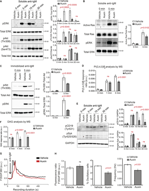 BCR signaling is attenuated in INPP5B-depleted cells. (A) Protein extracts from BCR-stimulated INPP5BDegron/Degron cells were blotted for ERK and Akt phosphorylation at the indicated time points. Quantification of three such blots by densitometry is shown on the right. Error bars represent SEM. Data were analyzed by two-way ANOVA, and P values were calculated using Sidak multiple comparisons test. (B) GTP-bound Ras was detected using GST-Raf RBD pulldown followed by blotting against Ras. Quantification of three such experiments by densitometry is shown on the right. GTP levels of Ras are expressed relative to total Ras. Error bars represent SEM, and data were analyzed as in A. (C) Representative blot from INPP5BDegron/Degron cells that were stimulated on coverslips presenting surrogate antigens for 5 min. Quantification of three such blots is shown on the right. Data were analyzed as in A. (D) PI(3,4,5)P3 levels in INPP5B-depleted cells. INPP5BDegron/Degron cells were treated as in A; however, they were stimulated for the times indicated before analysis by MS. PI(3,4,5)P3 levels are expressed relative to PI (see Materials and methods), and data were combined for C36:2, C38:3, and C38:4 species. Error bars represent SD, and data were analyzed as in A. (E) Representative pCD19 and pSyk blots from BCR-stimulated INPP5BDegron/Degron cells at the indicated time points. Quantification of three such blots is shown on the right. Data were analyzed as in A. (F) DAG levels are expressed relative to internal standard (see Materials and methods), and data were combined for C38:4 and C34:1 species. Error bars represent SEM, and data were analyzed as in A. (G) Representative single-cell intracellular Ca+2 responses to anti-IgM (added at arrow) in vehicle- and auxin- treated INPP5BDegron/Degron cells. (H) Left: Each bar represents peak fluorescence (Fura-2) ratio of anti-IgM response expressed as mean ± SEM (n ≥ 20 cells from three independent experiments on three different days). Middle: Percentage of cells that displayed spontaneous (Ca2+)i oscillations in total anti-IgM stimulating responding cells. Right: Spontaneous (Ca2+)i oscillation frequency observed in vehicle- and auxin-treated INPP5BDegron/Degron cells. Source data are available for this figure: SourceData F2. Refer to the image caption for details.