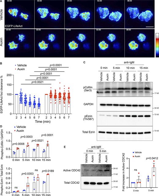 The dynamics of cortical actin is altered in INPP5B-depleted cells. (A) Representative TIRF microscopy images at the indicated time points of INPP5BDegron/Degron cells expressing LifeAct-EGFP after stimulation on immobilized anti-IgM. See Videos 5 and 6 for the complete time-lapse TIRF microscopy images. (B) Analysis of F-actin (LifeAct-EGFP) foci clearance along time in vehicle- vs. auxin- treated INPP5BDegron/Degron cells. Data (n = 45 foci) from three independent experiments were analyzed by two-way ANOVA, and P values were calculated using Sidak multiple comparisons test. Error bars represent mean ± SD. (C) Protein extracts from BCR-stimulated INPP5BDegron/Degron cells were blotted for cofilin and ezrin phosphorylation at the indicated time points. The asterisk marks a nonspecific band. (D) Quantification of three such blots by densitometry is shown in D for cofilin (top) and ezrin (bottom). Bars represent mean ± SD, and P values were calculated as above. (E) GTP-bound Cdc42 was detected using GST-PAK1 RBD pulldown followed by blotting against Cdc42. Quantification of three such blots by densitometry is shown on the right. GTP levels of Cdc42 are expressed relative to total Ras, and data were normalized to unstimulated vehicle (control). Data were analyzed by two-way ANOVA, and P values were calculated using Sidak multiple comparisons test. Error bars indicate SEM. Source data are available for this figure: SourceData F6. Refer to the image caption for details.
