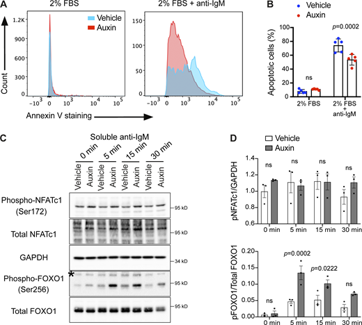 BCR-mediated apoptosis is reduced in INPP5B-depleted cells. (A) Representative histograms showing the intensities of FITC-annexin V staining of INPP5B-degron cells that were cultured in RPMI-1640 containing 2% FBS with or without anti-IgM for 6 h. (B) Apoptotic cells are expressed as a percentage of cells showing annexin V staining. Data were pooled for early (PI-negative) and late (PI-positive) apoptosis and analyzed by two-way ANOVA. (C) Protein extracts from BCR-stimulated INPP5BDegron/Degron cells were blotted for NFATc1 and FOXO1 phosphorylation at the indicated time points. (D) Quantification of three such blots by densitometry. Error bars represent SEM. Data were analyzed by two-way ANOVA, and P values were calculated using Sidak multiple comparisons test. Source data are available for this figure: SourceData F7.