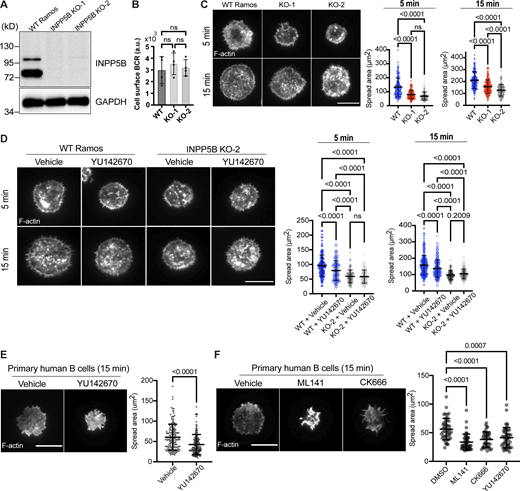 BCR-mediated spreading is reduced in human B cells lacking INPP5B. (A) Protein extracts from WT Ramos and INPP5BKO/KO cells were subjected to IP using sheep anti-INPP5B antibody. INPP5B was detected by Western blotting using a rabbit anti-INPP5B. (B) Analysis of BCR surface expression in WT vs. INPP5B-KO clones by flow cytometry. (C) Representative TIRF microscopy images from WT vs. INPP5B-KO cells that were settled on coverslips presenting surrogate antigens for the indicated time points. F-actin was stained with Phalloidin. Scale bar, 10 μm. Statistical analyses of cell spreading area (at 5 and 15 min) are shown on the right. The data are pooled from three independent experiments. Error bars indicate SD, and P values were calculated using Tukey’s multiple comparisons test. (D) Representative TIRF microscopy images from DMSO (vehicle)- vs. INPP5B inhibitor (YU142670)–treated WT and INPP5B-KO clone 2 cells settled on coverslips presenting surrogate antigens. Analysis of cell spreading was performed as in C, and data on the right were pooled from three independent experiments. (E) Freshly isolated untouched human primary B cells were treated with DMSO (vehicle) vs. INPP5B inhibitor for 30 min, before activation on coverslips presenting surrogate antigens. Cell spreading was analyzed at 15 min, and data on the right were pooled from four independent experiments (using PBMCs isolated from three different healthy donors). The P value was calculated using Wilcoxon matched-pairs signed rank test. (F) Human primary B cells treated with DMSO vs. Cdc42 inhibitor (ML141) vs. Arp2/3 inhibitor (CK666) were settled on antibody-coated coverslips and analyzed as previously. The data represent mean ± SD of 45 cells, and P values were calculated using Dunnett’s T3 multiple comparisons test. Source data are available for this figure: SourceData F8. Refer to the image caption for details.
