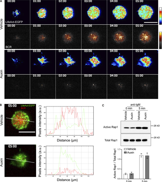 F-actin turnover at the cell-coverslip contact interface is required for BCR clustering. (A) Two-color time-lapse TIRF microscopy images of F-actin (LifeAct-EGFP) and BCR in vehicle-treated (top rows) and auxin-treated (bottom rows) INPP5BDegron/Degron cells that were stimulated on antibody-coated glass. Images are pseudo-colored. (B) Representative TIRF microscopy images showing BCR and F-actin (LifeAct-EGFP) of vehicle- vs. auxin-treated INPP5BDegron/Degron cells at 5 min. Fluorescence intensity profiles of F-actin and BCR on the white line in the TIRF microscopy images are shown on the right. (C) GTP-bound Rap1 was detected using RalGDS-RBD GST pulldown followed by blotting against Rap1. Quantification of two such experiments by densitometry is shown below. GTP levels of Rap1 are expressed relative to total Rap1. Source data are available for this figure: SourceData FS4. Refer to the image caption for details.