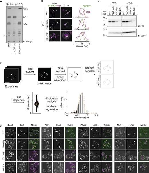 Characterization of lipid droplets in WT, TAG-only, SE-only cells. Related to Fig. 1. (A) Neutral lipid analysis by thin layer chromatography for WT, dga1Δlro1Δ (SE-only) and are1Δare2Δ (TAG-only) cells. Spots corresponding to phospholipids (PL), triacylglycerol (TAG), sterol esters (SE) and squalene (SQL) were identified based on Rf-values of previously run standards. (B) Left: Fluorescence micrographs of LDs in WT, are1Δare2Δ (TAG-only), dga1Δlro1Δ (SE-only) cells cultured to late stationary phase in SC-ino media as in Fig. 1 A. Merge of BODIPY (NL stain) and Erg6 (LD marker protein) is shown. Boxes (5 × 5 μm) indicate location of zoom blow-up images (middle). Line in the zoom images indicates location of line intensity plots (right). (C) Schematic overview of LD size quantification. LDs were stained with BODIPY and imaged by super resolution fluorescence microscopy (35 z-planes, total depth 8.4 μm). Z-planes were projected for maximum intensity, and LDs were segmented by thresholding yielding binary images. Overlapping LDs were separated using the binary watershed function and analyzed using the particle analysis function with ellipses being fitted on all particles (circularity cut off 0.8–1.0). The major axis of the fitted ellipses was used to determine LD diameter. The yielded LD diameter distribution was converted to histograms using distribution analysis, and non-linear regression analysis compared the fit of gaussian (normal) or Log-normal distribution. (D) Localization of Scs3, Yft2, Pex30, and Nem1 in WT, TAG-only, SE-only and no LDs cells. Proteins of interest were expressed from their endogenous loci as C-terminal fusions to mNeonGreen and Erg6-mCherry was used as LD marker. Scale bars correspond to 5 μm. (E) Expression levels of Pln1 in indicated mutants cultured to late stationary phase at 30 or 37°C. Whole cell lysates were separated by SDS-PAGE and analyzed by immunoblot with anti-Pln1 antibody. Dpm1 was used as a loading control and detected with an anti-Dpm1 antibody. Source data are available for this figure: SourceData FS1. Refer to the image caption for details.