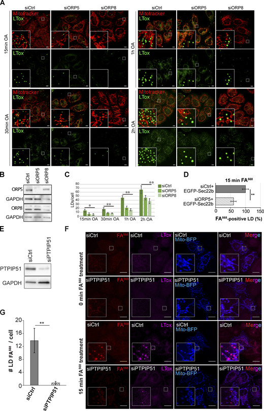 ORP5, ORP8 and PTPIP51 depletion impairs LD formation in HeLa cells. (A) LD biogenesis time-course. Confocal (single focal plane) images of control (siCtrl), and ORP5 (siORP5) or ORP8 (siORP8) siRNA-treated HeLa cells, delipidated for 72 h, and incubated with OA (300 μM) for 15 min, 30 min, 1 and 2 h. Cells were also stained with Mitotracker (red) and LTox (green). Scale bar, 10 μm. (B) WB analysis showing ORP5, ORP8 and GAPDH levels in protein lysates from Ctrl, ORP5 and ORP8 knockdown HeLa cells. (C) Quantification of the number of LTox-positive LDs in siCtrl, siORP5, or siORP8 cells in the indicated times after OA delivery. Data are shown as mean ± SEM of n = 30 cells. *P < 0.01, **P < 0.0001, unpaired two-tailed t test. (D) Analysis of FA568-positive LD in siCtrl and siORP5 HeLa cells, priorly delipidated for 72 h, and then co-transfected with Mito-BFP and EGFP-Sec22b. Data are show as % of siCtrl treated HeLa cells. n = 27 siCtrl and n = 24 siORP5. Bar indicated SEM. **P < 0.001, unpaired two-tailed t test. (E) Western blot analysis of the expression of PTPIP51 in siCtrl and siPTPIP51 HeLa cells, showing the efficiency of PTPIP51 knockdown. (F) Confocal (single focal plane) images of control (siCtrl) and PTPIP51 (siPTPIP51) siRNA-treated HeLa cells, delipidated for 72 h, and transfected with Mito-BFP (blue). Cells were treated with FA568 (1 μM) for 15 min, and stained with LTox (purple). Scale bar, 10 μm. (G) Analysis of the number of FA568-positive LDs in control and PTPIP51 knockdown cells. Data are show as mean ± SEM of n = 15 in siCtrl and n = 16 in siPTPIP51 cells. ***P < 0.001, unpaired two-tailed t test. Source data are available for this figure: SourceData FS2.