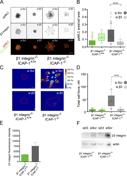 ppMyosin area and traction force are dependent on β3 integrin and ICAP-1 expression. (A) β1 integrin KO osteoblast cell lines were treated with β3 integrin siRNA or scramble siRNA for 48 h and then let spread on FN coated glass for 24 h. Staining of myosin phosphorylation (ppMLC antibody, red) and β3 integrin (LucA.5, green) was performed and analyzed by fluorescent confocal microscopy. Silencing the expression of β3 integrin leads to the complete abolishment of the ppMLC-decorated stress fibers in the β1−/−/icap-1−/− and shrinkage of the cell area. Scale bar, 20 µm. (B) Quantification of the ppMLC area normalized to the cellular surface area after treatment with β3 integrin siRNA (si β3, clear colors) or with scramble siRNA (si Scr, dark colors). Customized particle analysis script from ImageJ was used after application of Unsharpen mask and Despecle filters. The error bars represent SD. N ≥ 42 cells. ns, adjusted P value > 0.05; *, P value ≤ 0.05; **, P value ≤ 0.01; ***, P value ≤ 0.001; ****, P value ≤ 0.0001. (C and D) Representative traction forces maps (TFM) from β1 integrin+/+-icap-1−/− and β1 integrin−/−-icap-1−/− cell lines treated with β3 integrin siRNA (siβ3, bottom panels) or with scramble siRNA (si Scr, upper panels) and quantification (D) of the total force applied (nN) on fibronectin-coated polyacrylamide gel with a defined rigidity of 5 kPa. The additional silencing of β3 integrins in the β1−/−/icap-1−/− cells decimates the traction forces, confirming that, in absence of β1 integrin and ICAP-1, generation of strong cellular contractility at adhesion sites is dependent on β3 integrins. Scale bar, 10 μm. Error bars represent SD. N = 80 cells. ****, P value ≤ 0.0001. (E) FACS analysis of median fluorescence intensity of β3 integrin on cell surface in β1 integrin KO osteoblast cell lines. Error bars represent SD. (F) Western blot showing the efficiency of β3 integrin silencing in β1 integrin+/+-icap-1−/− and β1 integrin−/−-icap-1−/− cell lines. Source data are available for this figure: SourceData F2.