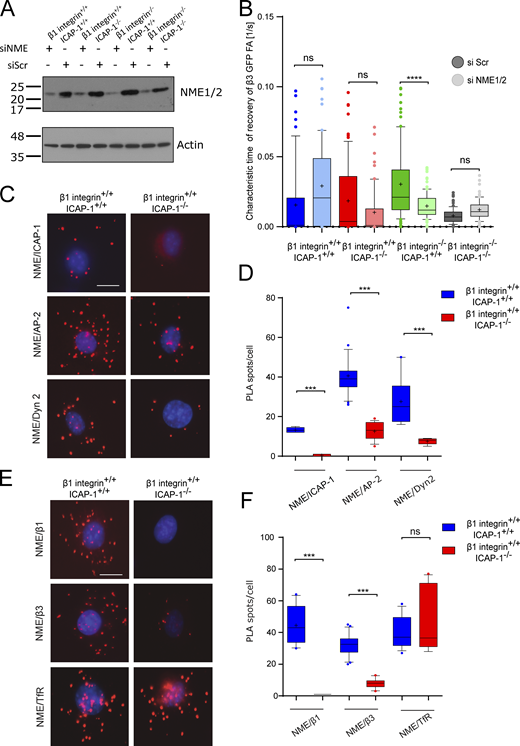 ICAP-1 is required for NME recruitment in clathrin-coated pits and for keeping the proximity between integrin and NME. (A) Western blot analysis showing the efficiency of SiNME1/2 in osteoblast cells. (B) TIRF/FRAP analysis shows that deletion of NME1/2 complex by siRNAs (siNME1/2, light colors) or scramble siRNA (si Scr, dark colors) impedes the turnover of eGFP-β3 integrins at the plasma membrane in β1 integrin−/−/icap-1+/+ cell line. Six FAs per cell were bleached for each experiment. eGFP-β3 integrin recovery was monitored for 5 min. 19 cells ≤ N ≤ 107 cells. Error bars represent SD. ns, adjusted P value > 0.05; *, P value ≤ 0.05; **, P value ≤ 0.01; ***, P value ≤ 0.001; ****, P value ≤ 0.0001. (C and D) Representative images of PLAs (C) and PLA assay quantification (D) of the number of PLA spots per cell performed with antibodies against NME and ICAP-1 or AP2 or Dynamin 2. Red dots denote regions of signal amplification consistent with NME/ICAP-1 interaction, NME/AP2 interaction, and NME/dynamin 2 interaction in β1 integrin+/+- icap-1+/+ osteoblast cells (left). PLA performed on ICAP-1 deficient cell line is used as control. The deletion of ICAP-1 induces a decrease of red dots in all three cases indicating the crucial role of ICAP-1 for keeping NME in clathrin endocytosis machinery (right). Nuclei are stained in blue with DAPI. Scale bar, 20 µm. Error bars represent SD. ns, adjusted P value > 0.05; *, P value ≤ 0.05; **, P value ≤ 0.01; ***, P value ≤ 0.001; ****, P value ≤ 0.0001. (E and F) Representative images (E) of PLAs with quantification (F) performed with antibodies against NME and β1 integrin or β3 integrin or transferrin receptor. Red dots denote regions of signal amplification consistent with NME/integrin proximity in β1 integrin+/+- icap-1+/+ osteoblast cells (left). The deletion of ICAP-1 induces a decrease of the number of red dots indicating the crucial role of ICAP-1 for keeping NME and integrin vicinity (right). PLA performed on ICAP-1 deficient cell line is used as control. Nuclei are stained in blue with DAPI. Scale bar, 20 µm. Error bars represent SD. N ≥ 25 cells/condition from three independent experiments. ns, adjusted P value > 0.05; *, P value ≤ 0.05; **, P value ≤ 0.01; ***, P value ≤ 0.001; ****, P value ≤ 0.0001. Source data are available for this figure: SourceData F5. Refer to the image caption for details.