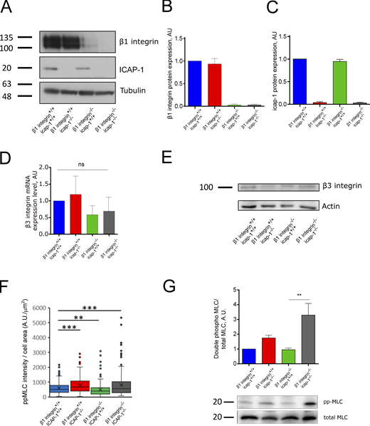 β3 integrin expression level is unchanged upon loss of β1 integrin. (A–C) Western blot of total cell lysate (A) and quantification (B and C) confirmed the deletion of β1 integrin or ICAP-1 in osteoblast cells. Tubulin is used as loading control. (E) The deletion of β1 integrin and ICAP-1 do not affect the expression of β3 integrin. Actin is used as loading control. (D) The expression of β3 integrin mRNA is not changed upon deletion of β1 integrin or ICAP-1. Luminescence signal is normalized to the β1 integrin+/+- icap-1+/+. ns, adjusted P value > 0.05; *, P value ≤ 0.05; **, P value ≤ 0.01; ***, P value ≤ 0.001; ****, P value ≤ 0.0001. (F) Intensity of ppMLC staining decorating the stress fibers, normalized to cell area. Error bars represent SD. N ≥ 211 cells. ns, adjusted P value > 0.05; *, P value ≤ 0.05; **, P value ≤ 0.01; ***, P value ≤ 0.001; ****, P value ≤ 0.0001. (G) The level of the double phosphorylation (T18/S19) of the MLC was assessed and quantified via Western blot against the total level of MLC of cell lysates of cells spread for 4 h on fibronectin-covered glass. Error bars represent SD. ns, adjusted P value > 0.05; *, P value ≤ 0.05; **, P value ≤ 0.01; ***, P value ≤ 0.001; ****, P value ≤ 0.0001. Source data are available for this figure: SourceData FS1. Refer to the image caption for details.
