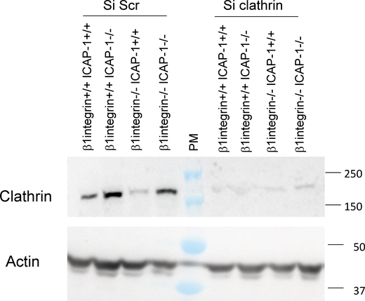 Efficiency of clathrin silencing in osteoblast cell lines. Clathrin and actin are visualized by Western blot after treatment with siRNA against clathrin as compared to Scramble conditions. Source data are available for this figure: SourceData FS3.