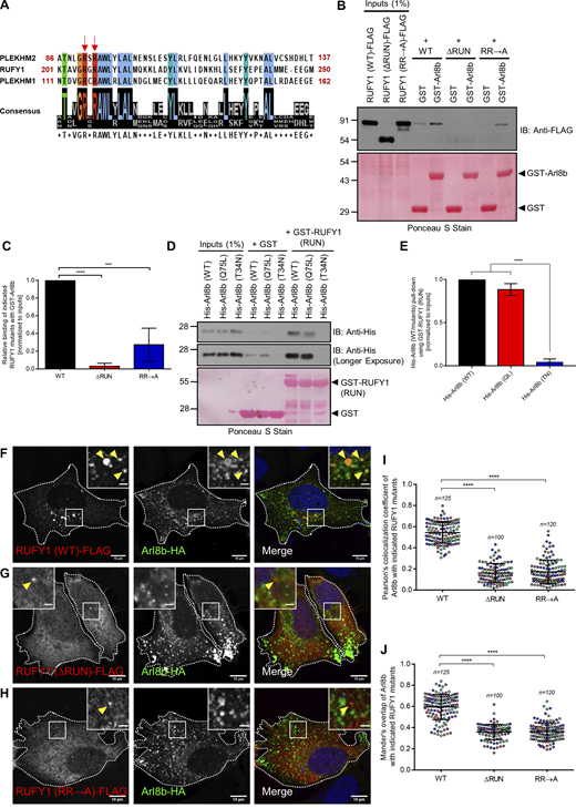 The RUN domain-containing region of RUFY1 is essential and sufficient for binding to Arl8b. (A) Schematic showing the Clustal Omega alignment of a short stretch of protein sequence within the RUN domain of PLEKHM2, RUFY1 (longer isoform), and PLEKHM1. The red arrows show conserved arginine residues (present in the context of the RxRAWL motif) in the RUN domains of all three proteins. In this study, R206 and R208 residues of RUFY1 were mutated to alanine. The color-coding of amino acids is based on their physiochemical properties, as listed on the Clustal Omega homepage. (B) HEK293T cell lysates expressing RUFY1 (WT)-FLAG or indicated RUFY1 mutants were incubated with recombinant GST and GST-Arl8b proteins immobilized on glutathione-coated-agarose beads. The precipitates were immunoblotted (IB) with anti-FLAG antibodies, and Ponceau S staining was done to visualize the purified proteins. (C) Densitometric analysis of band intensity of GST pulldown normalized to input RUFY1-FLAG signal (WT or mutants). The values plotted are the mean ± SD from four independent experiments (****P < 0.0001; ***P < 0.001; unpaired two-tailed t test). (D) Recombinant GST and GST-RUFY1 (RUN; 1–302 a.a.) proteins were immobilized on glutathione-coated-agarose beads and incubated with His-Arl8b (WT), His-Arl8b (Q75L), and His-Arl8b (T34N). The precipitates were IB with anti-His antibodies, and Ponceau S staining was done to visualize the purified proteins. Notably, His-Arl8b (Q75L) showed more non-specific binding (as observed in the GST lane) than His-Arl8b (WT). (E) Densitometric analysis of band intensity of GST pulldown normalized to input signal (His-Arl8b WT or mutants). The values plotted are the mean ± SD from three independent experiments (****P < 0.0001; unpaired two-tailed t test). (F–H) Representative confocal micrographs of HeLa cells co-transfected with Arl8b-HA and RUFY1 (WT)-FLAG (F), RUFY1 (ΔRUN)-FLAG (G) or RUFY1 (RR→A)-FLAG (H). The arrowhead marks the colocalized pixels. Bars: (main) 10 µm; (insets) 2 µm. (I and J) Pearson’s and Mander’s colocalization coefficient quantification of Arl8b-HA with indicated RUFY1 mutants. The values plotted are the mean ± SD from three independent experiments. Experiments are color-coded, and each dot represents the individual data points from each experiment. The total number of cells analyzed is indicated on the top of each data set (****P < 0.0001; unpaired two-tailed t test). Source data are available for this figure: SourceData F3.